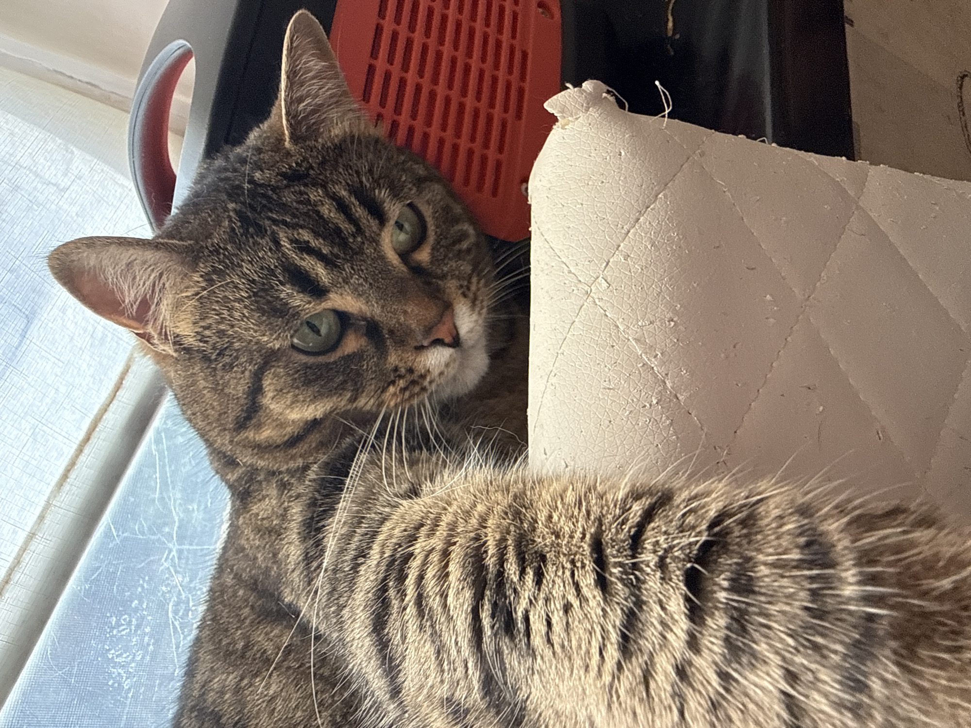 A close-up, eye-level shot shows a tabby cat resting near a window. The cat's head is turned towards the camera, with its green eyes partially closed. One of its paws is resting on a white, quilted surface that appears to be a piece of furniture. In the background, a red and black object with a handle is visible, possibly a piece of equipment or a portable speaker. The overall setting suggests an indoor environment, with natural light filtering through a window covered by a light-colored blind. There is no indication of the specific location within Simferopol, Ukraine.