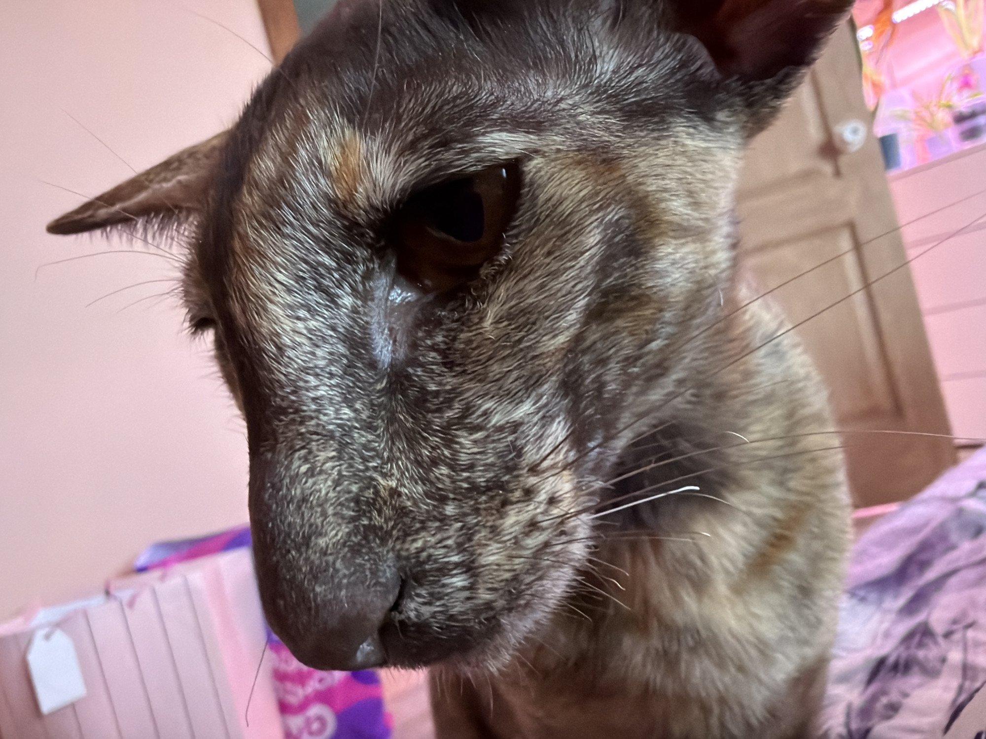 A close-up, low-angle shot shows the face of a cat with tortoiseshell fur. The cat's left ear is visible, pointing upwards, and its large, amber eye is in focus. The cat's whiskers are prominent, extending outwards from its muzzle. The background is blurred, showing hints of pink and purple fabric, suggesting the cat is on a bed or sofa. There is a pink striped box with a white tag in the lower left corner. The scene appears to be indoors, with a door and a pink lit shelf with plants visible in the upper right corner. The cat's fur exhibits a mix of dark brown, black, and lighter tan or orange patches. The overall lighting is soft, with a pinkish hue. The location in Chaikovsky, Russia cannot be determined from the image.