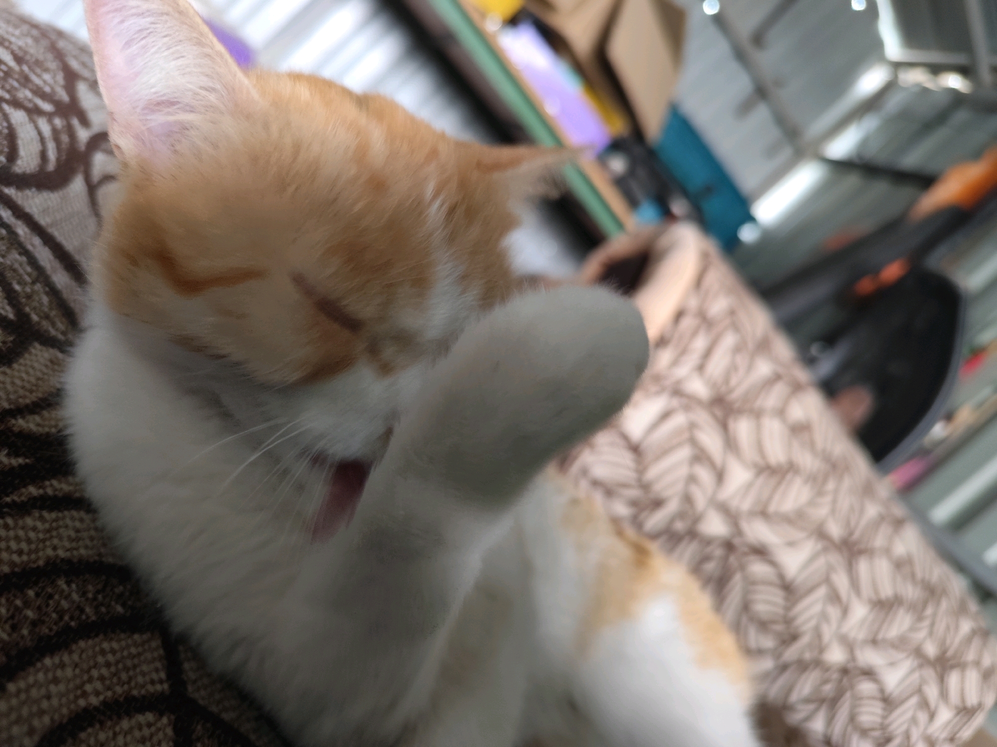 A close-up, low-angle shot shows an orange and white cat lying on a patterned surface, possibly a blanket or upholstery, with its head tilted back and one paw covering its face. The cat's mouth is slightly open, revealing its tongue. The background is out of focus, showing what appears to be an indoor environment with shelves, boxes, and other objects. The overall lighting suggests an indoor setting, possibly a home or storage area. There is no indication of the specific location in Balqaş, Kazakhstan.
