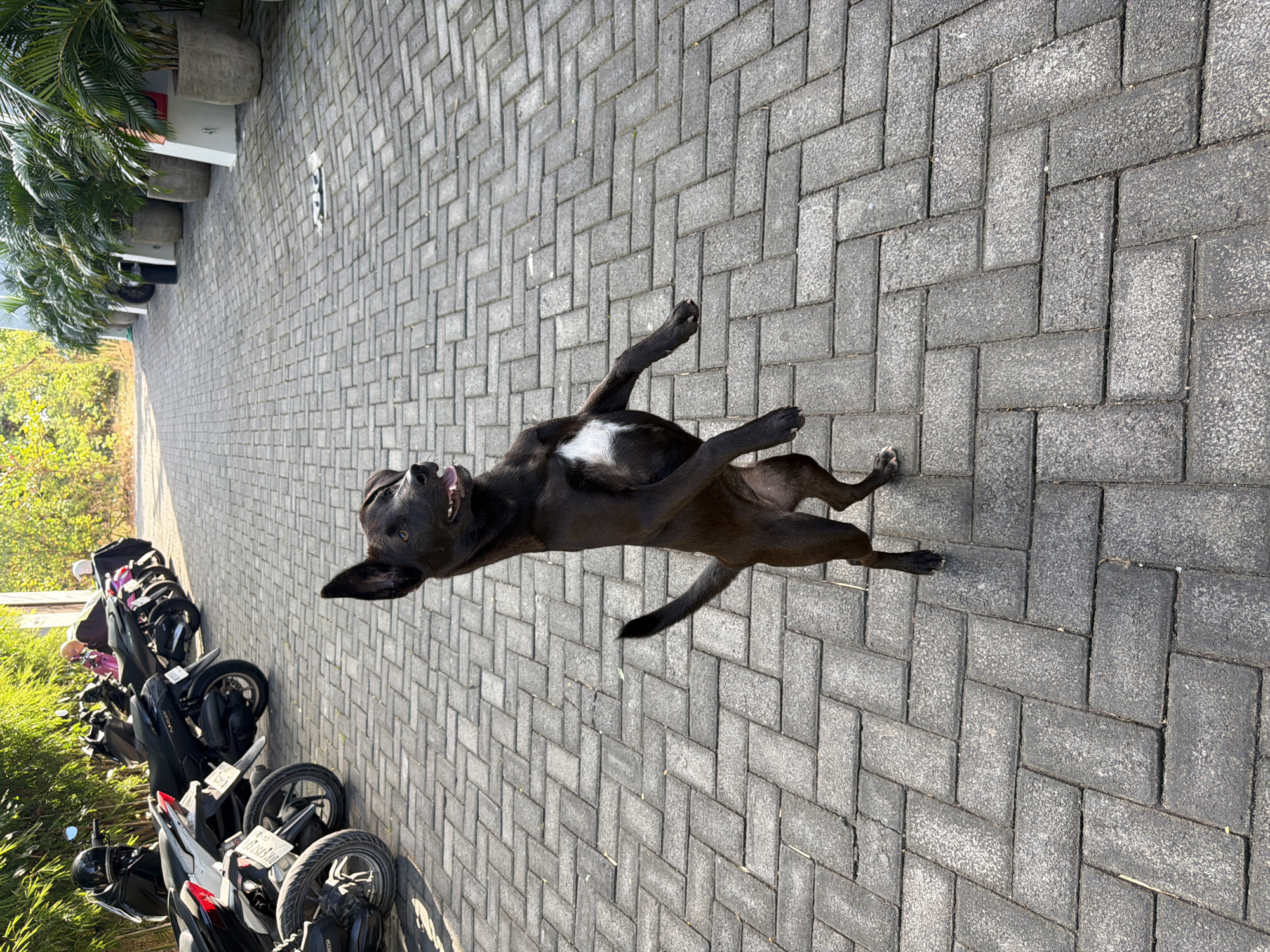 A black dog is standing on its hind legs on a gray brick paved walkway. The dog is facing left with its mouth open, appearing to be looking at something off-camera. Its front paws are extended outwards. The background on the left side of the image shows a row of parked motorcycles and lush green foliage. On the right side, a row of potted palm trees lines the walkway, and a white wall is visible behind them. The scene is illuminated by bright sunlight, casting shadows on the ground. The location appears to be an outdoor area, possibly a parking lot or pathway in a tropical setting, consistent with Kuta Selatan, Indonesia.