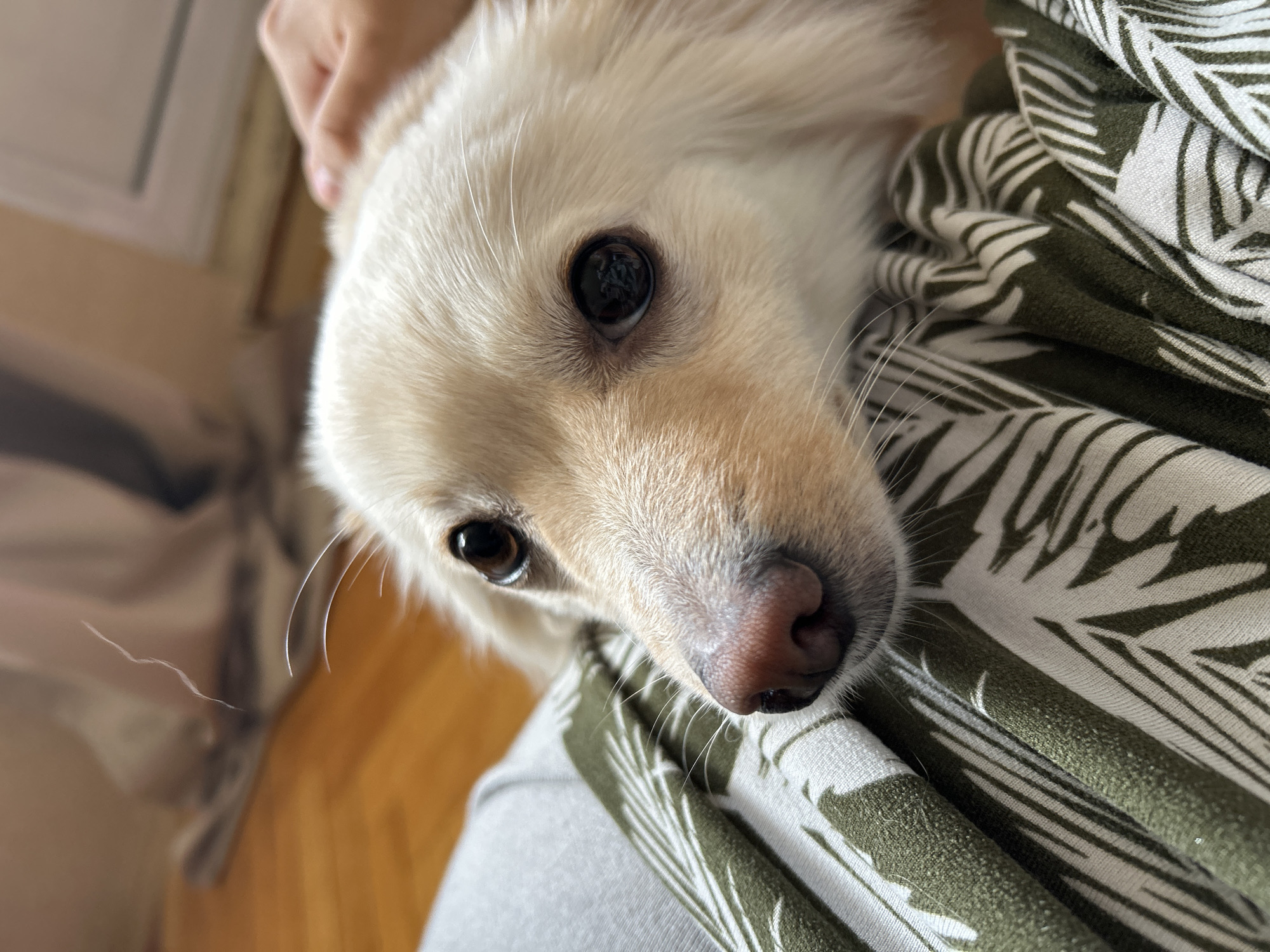A close-up, high-angle shot captures the endearing face of a small, cream-colored dog, likely a puppy, looking directly at the viewer. The dog occupies the central and right portion of the frame, with its head tilted slightly. Its large, dark, expressive eyes are the focal point, reflecting hints of the surrounding environment. A soft, pinkish nose and prominent white whiskers are clearly visible, contrasting with its light, fluffy fur.
A human hand, partially visible at the top left, gently rests on the dog's head, suggesting affection and interaction. The dog's body is partially obscured by the patterned clothing of a person, which features a distinctive green and white tropical leaf design. This clothing forms a soft, pleated surface supporting the dog.
The background is softly blurred, indicating a shallow depth of field that emphasizes the dog. Elements of the background suggest an indoor setting, possibly a room with light-colored walls or furniture and wooden flooring. The lighting is bright and natural, implying daytime. The overall mood of the image is warm and intimate, showcasing a tender moment between a pet and its owner. There is no visible text.