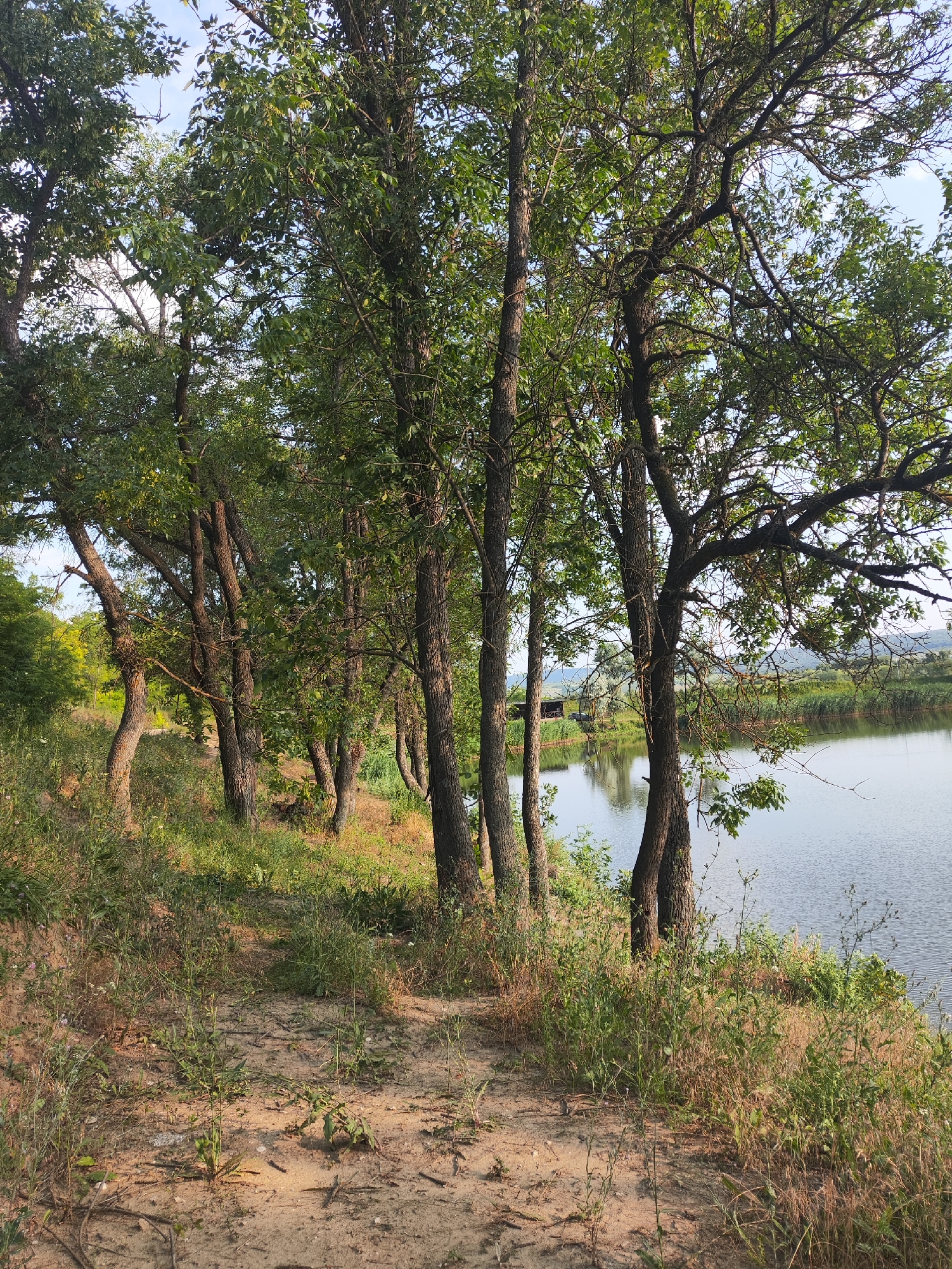 The image depicts a natural landscape scene near Găleștii Noi, Moldova. In the foreground, a sandy path winds through overgrown grass and low-lying vegetation. Several trees with dark bark and green foliage are prominently featured, lining the path and extending towards the right side of the frame. To the right of the trees, a calm body of water, likely a lake or pond, reflects the sky and surrounding greenery. In the distance, across the water, a small wooden structure with a dark roof is visible, nestled amongst reeds and trees. The background consists of rolling hills covered in vegetation, under a bright, partly cloudy sky. The overall impression is one of a serene, rural environment.