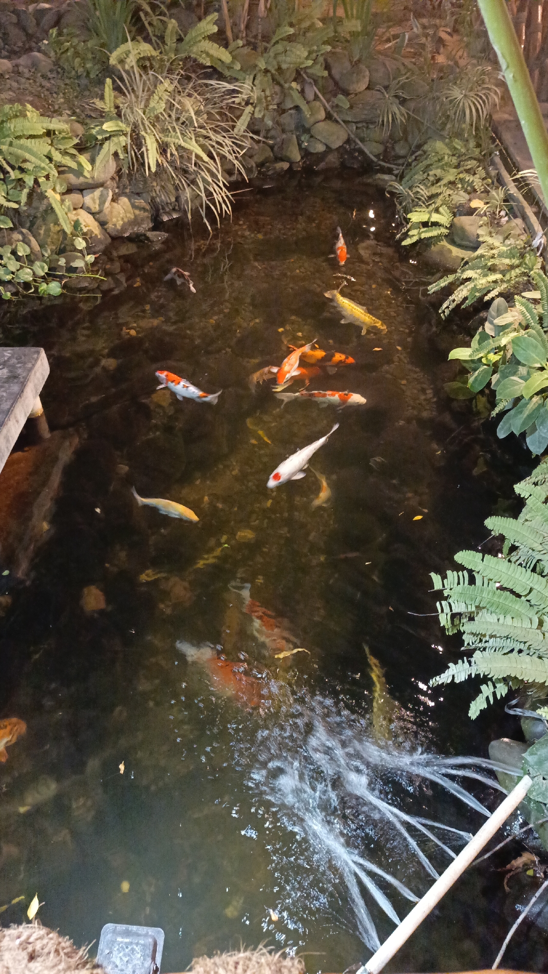 A nighttime aerial view of an outdoor koi pond in Pringsewu, Indonesia, features several koi fish swimming in dark, murky water. The pond is surrounded by lush green plants, ferns, and rocks, with artificial lighting casting a dim glow on the scene. The water is disturbed by several streams of water spraying from the right side of the frame, creating a visual effect of cascading water. The overall impression is one of a serene, naturalistic pond setting.