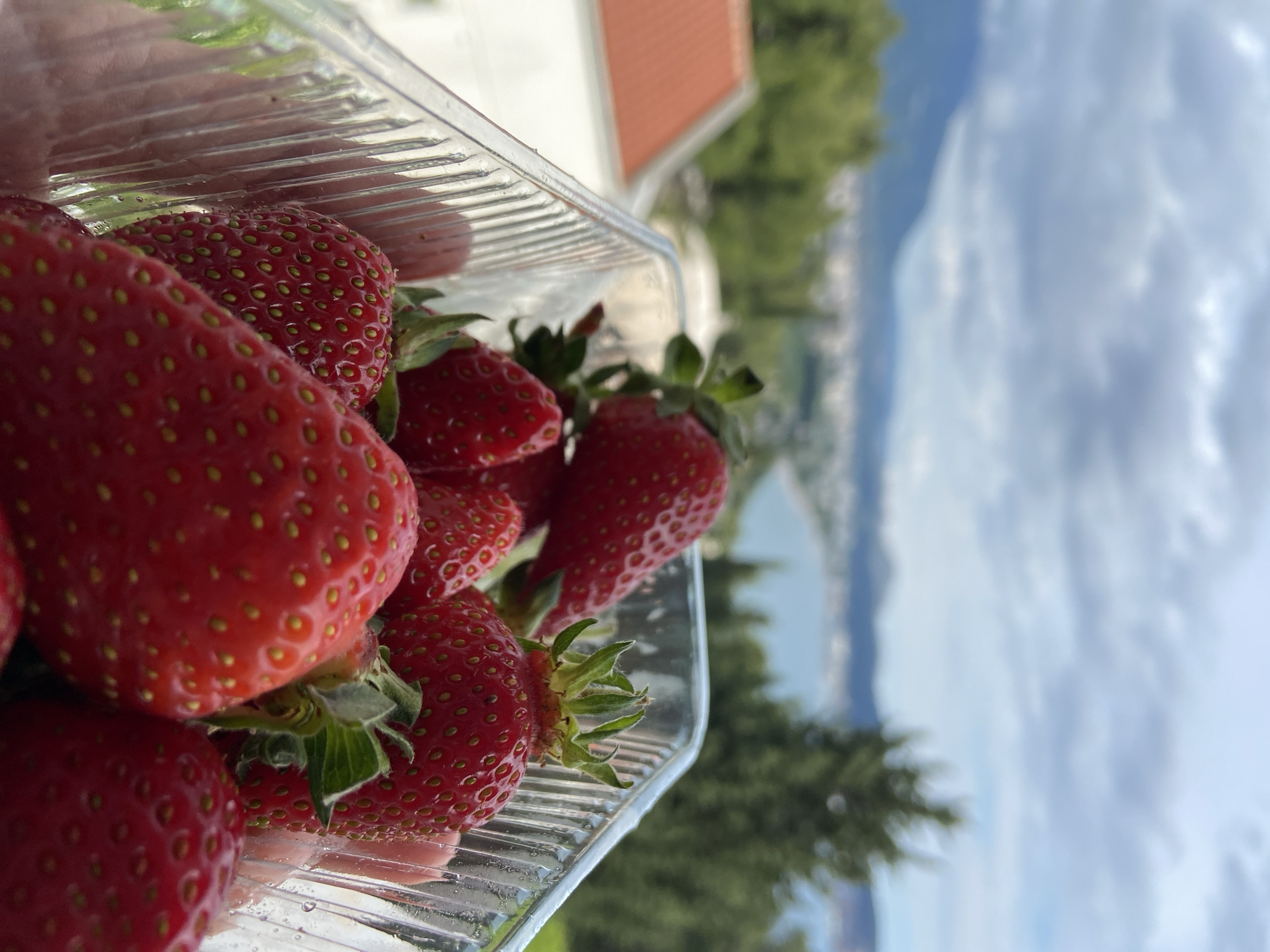 A tray of strawberries is in the foreground of a landscape in Šušanj, Montenegro. The strawberries are bright red and are in a clear plastic container. In the background, there is a blurred view of the Adriatic Sea, a hillside with vegetation, and the sky with clouds. A building with a red roof can be seen partially in the background. The photograph is taken at a slight angle.