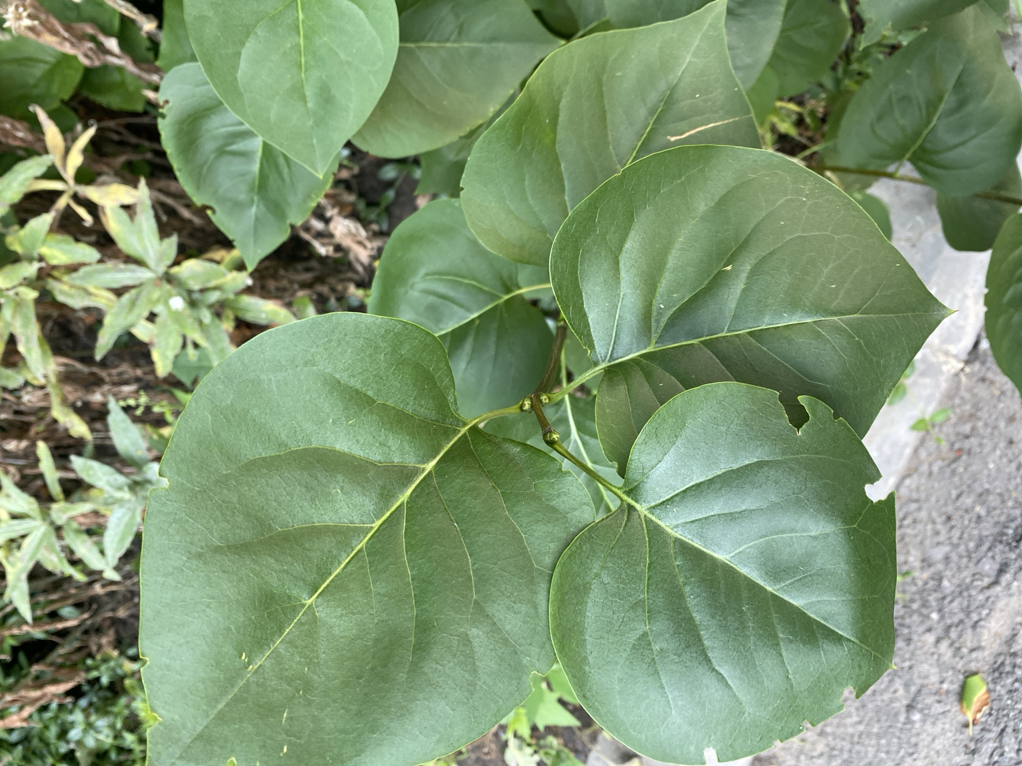 A close-up, eye-level shot focuses on a cluster of broad, dark green leaves, likely from a shrub or tree, filling most of the frame. The leaves are ovate with slightly serrated edges and prominent veins. One leaf in the foreground on the right has a noticeable notch out of its edge. The background is a blur of more foliage, including some lighter green and yellowing leaves of a smaller plant, and dark, dry twigs. The ground beneath is a mix of dark soil and what appears to be a gray, paved surface, possibly a sidewalk or patio. The lighting suggests it is daytime, with diffused light, possibly indicating an overcast day or a shaded area. There is no visible text in the image. The scene evokes a natural, outdoor setting.
