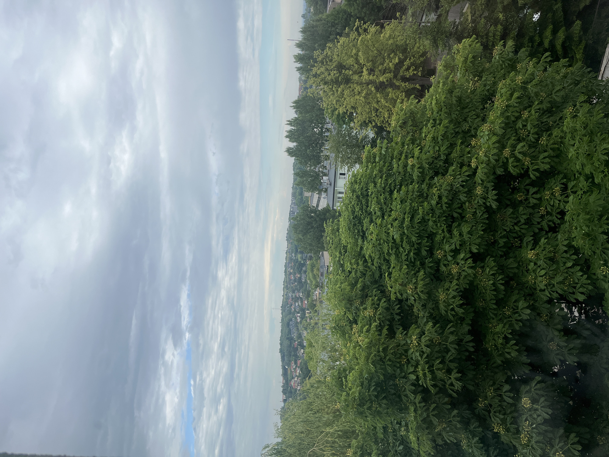 An elevated, static shot captures a verdant cityscape under an overcast sky. The upper two-thirds of the frame are filled with a heavily clouded sky, primarily shades of grey and white, with faint patches of light blue visible, particularly towards the horizon on the left. The lower third of the image is dominated by dense, lush green tree canopies.
In the immediate foreground, a large tree with dark green, palmate leaves, likely a horse chestnut, is prominently featured, displaying numerous clusters of light-colored, developing flowers or fruits. To the far left, the distinctive drooping branches and light green foliage of a weeping willow are visible. Various other deciduous trees, ranging in shades from bright to dark green, form a rich canopy extending into the midground.
Beyond the trees, a residential area is spread across gently rolling hills. Numerous houses with red or dark-colored roofs are scattered amongst the greenery on the slopes. Further into the midground, several lighter-colored, multi-story buildings with flat roofs are discernible, interspersed with rows of tall, slender trees, possibly poplars. The distant horizon reveals faint outlines of additional structures or possibly industrial elements.
The lighting is soft and diffused, indicative of an overcast day, and no harsh shadows are present. The scene depicts an urban or suburban landscape characterized by a significant integration of natural green spaces. No human figures or discernible actions are present. The location in the city of Unknown, Unknown, remains unidentifiable from the visual information provided.