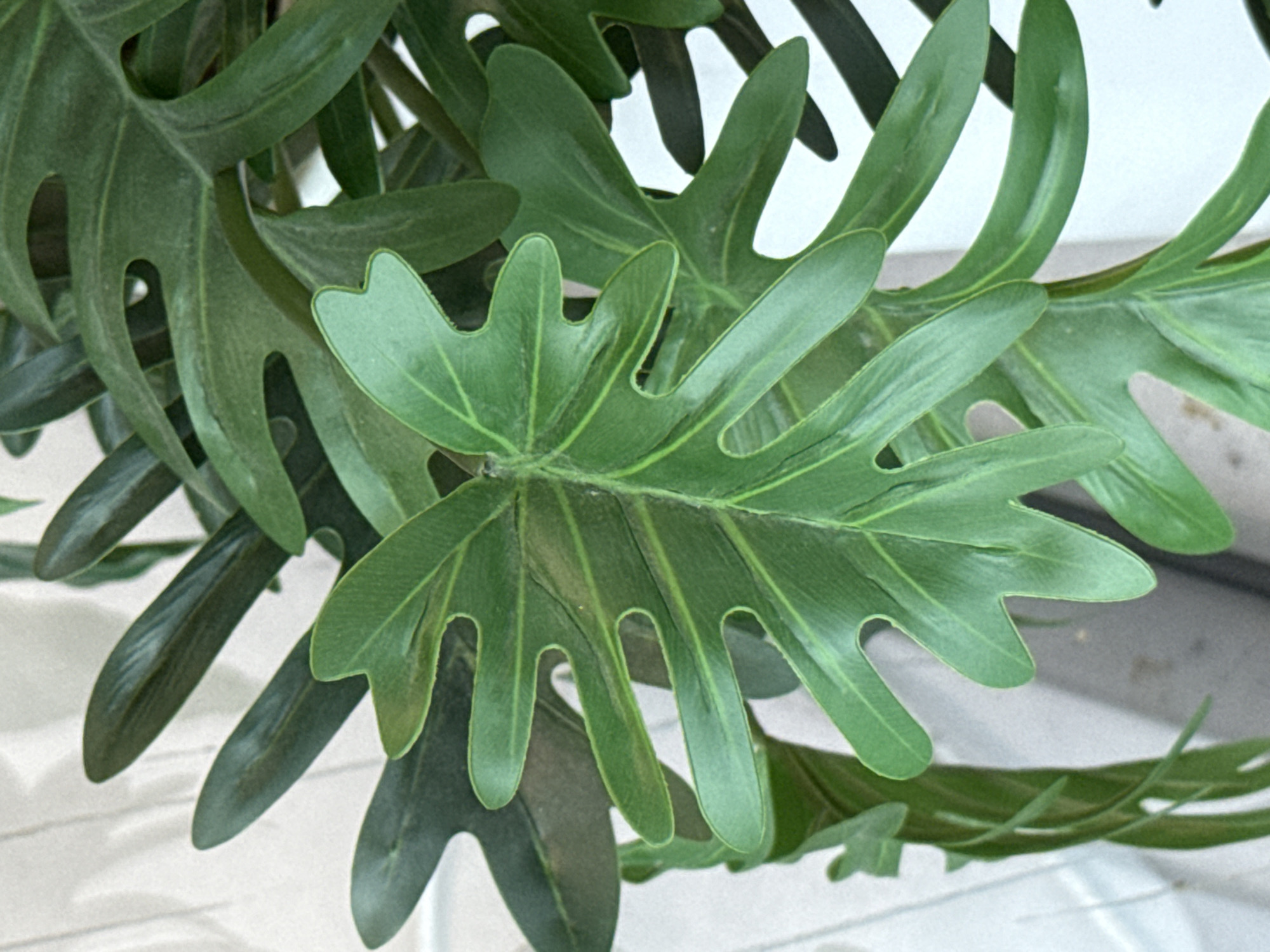 The image shows a close-up of several large, deep green, lobed leaves of a tropical plant, likely a Philodendron or similar species. The leaves are glossy and have prominent veins. The plant is arranged in a way that suggests it is indoors, possibly in a home or office setting, with a blurred background that appears to be a textured light-colored surface, such as a wall or fabric. There are no people or animals visible in the image. The location of Ob, Russia is not discernible from the visual information provided.