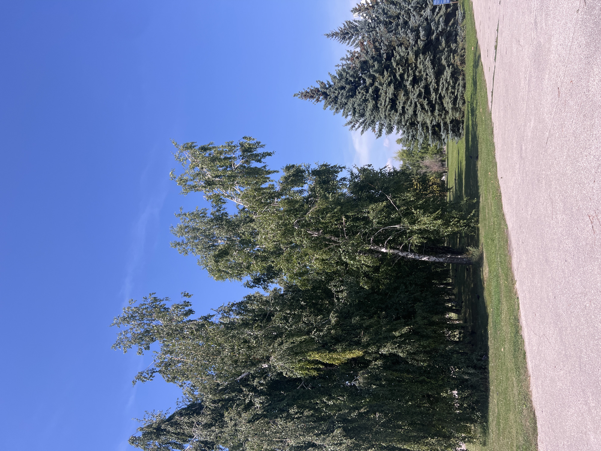 The image depicts a park scene on a clear, sunny day in Ulyanovsk, Russia. The foreground is a light-colored paved area. Beyond the paved area is a well-maintained grassy lawn. To the left and center of the frame are several large deciduous trees, likely birches, with their branches extending towards the bright blue sky. The leaves are lush and green, indicating a summer or early autumn setting. To the right, a cluster of mature coniferous trees, possibly spruce or fir, stands tall, their dense foliage a deep green. In the background, more trees and a glimpse of distant greenery suggest a park or forested area. There are no people visible in the image, and no obvious actions or interactions taking place. The overall environment is serene and natural.