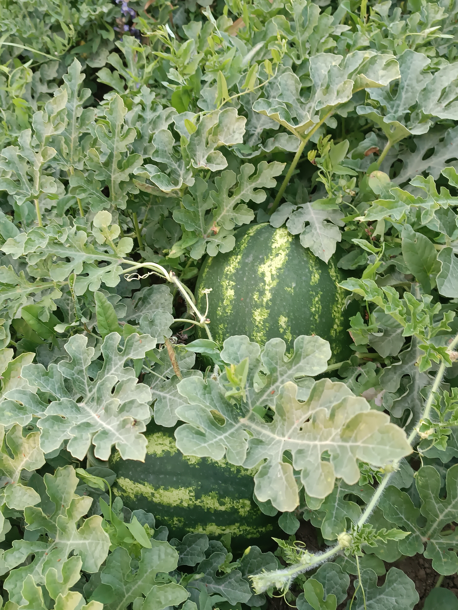 In Myrza-Ake, Kyrgyzstan, a close-up shot reveals two watermelons growing amidst lush green foliage. The watermelons are partially obscured by their broad, lobed leaves, creating a natural camouflage. The one on the right is more prominently visible, showcasing its dark green rind with lighter green stripes and patches. The other watermelon is situated below and to the left, peeking out from the leaves. The surrounding environment is a garden or field, indicated by the rich soil visible in some areas and the abundance of plant life. The scene is a snapshot of nature's bounty, with the watermelons appearing ripe and ready for harvest.