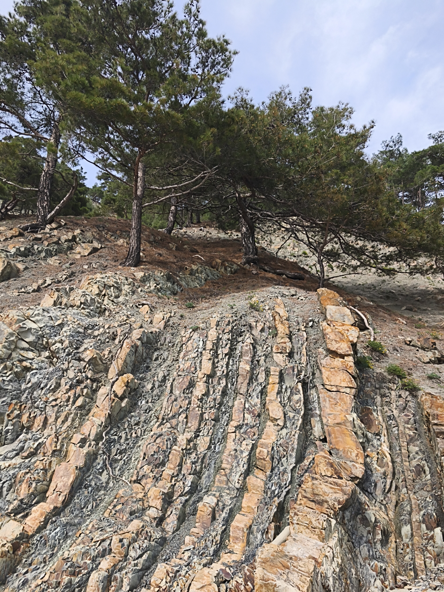 The image depicts a steep, rocky slope in Praskoveyevka, Russia. The slope is characterized by sharply angled, layered rock formations with alternating bands of gray and reddish-brown rock. A cluster of pine trees grows atop the slope, their roots exposed in some areas. The scene is captured from a low angle, emphasizing the height and ruggedness of the slope. The sky is visible in the upper portion of the frame, exhibiting a pale blue hue with scattered clouds.