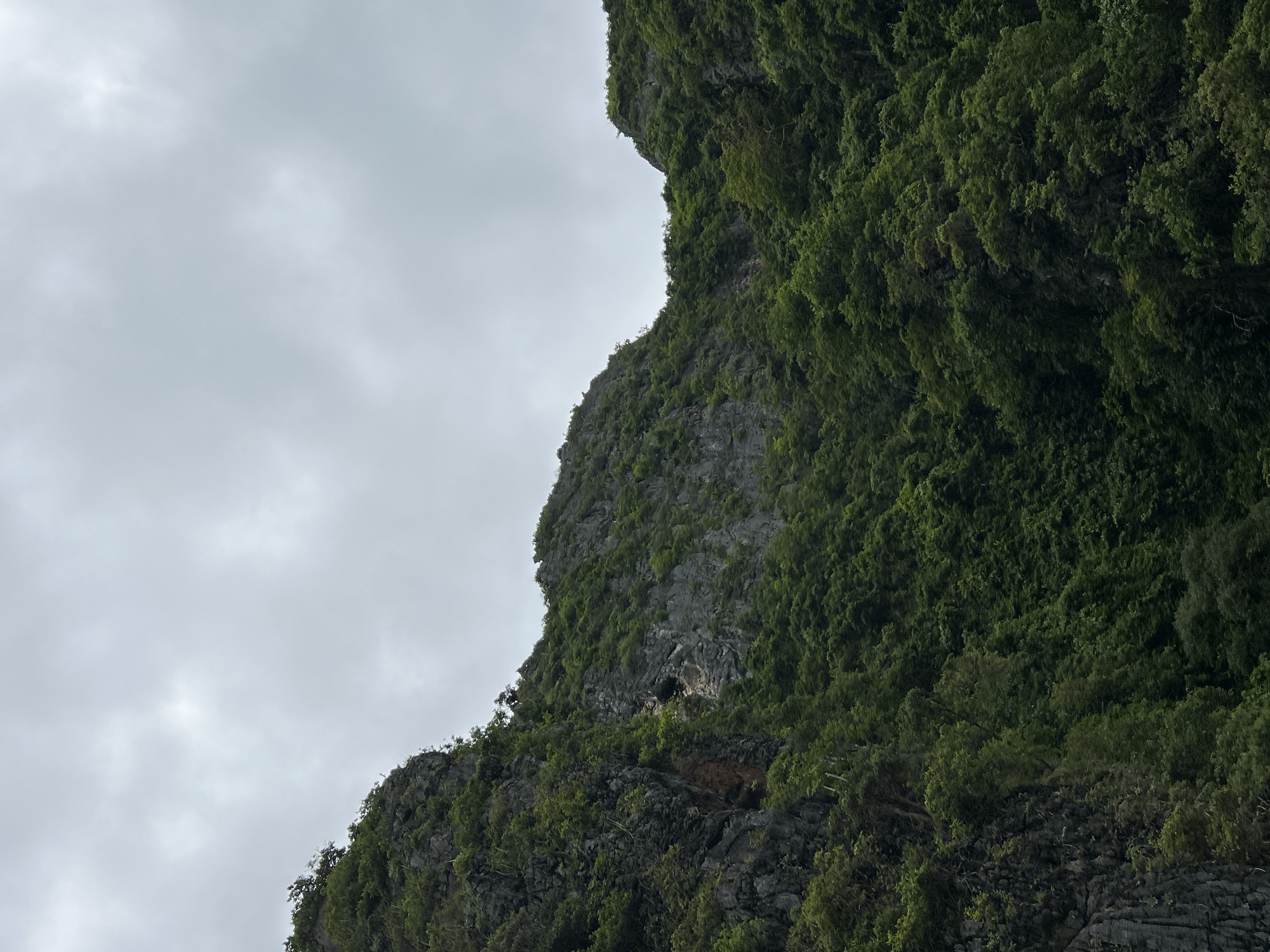 The image depicts a dramatic view of limestone karst cliffs covered in lush green vegetation, a characteristic landscape of Ao Nang, Thailand. The cliffs rise steeply, with rocky outcrops visible through the dense foliage of trees and shrubs. The sky above is overcast with muted grey clouds, suggesting a diffused light or an impending rain. The overall impression is one of a wild and untamed natural environment, typical of the region known for its stunning natural beauty and geological formations. There are no people, animals, or man-made objects visible in the frame, emphasizing the raw natural scenery.