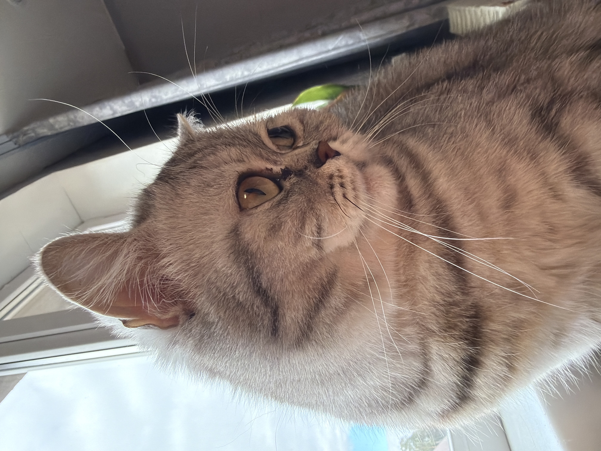 A close-up, low-angle shot depicts a tabby cat lying near a window. The cat has light brown and dark brown stripes, amber eyes, and white whiskers. The window frame and a blurry view of the sky or a light-colored surface are visible in the background. The location is unknown and cannot be determined from this image. It is not possible to determine if the location is in the city of Chaikovsky, Russia.