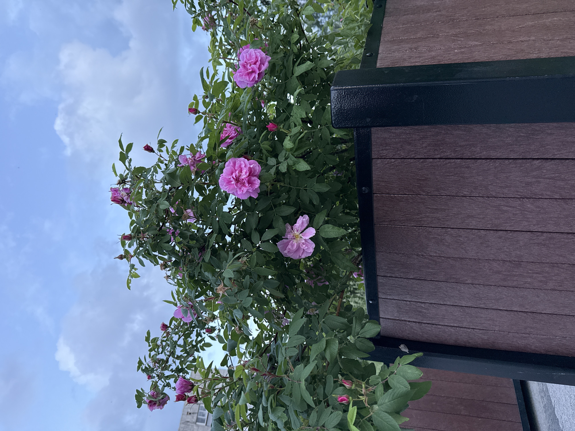 A medium shot captures a rose bush with vibrant pink blooms and green foliage against a cloudy blue sky. The bush is positioned in front of a dark brown wooden fence with black metal accents. To the left of the rose bush, a light-colored building with visible windows can be seen. The scene appears to be an outdoor setting, likely a park or a residential area in the city of Perm, Russia, given the architectural style of the building and the type of vegetation. There are no people or animals visible in the image. The lighting suggests it is either early morning or late afternoon.