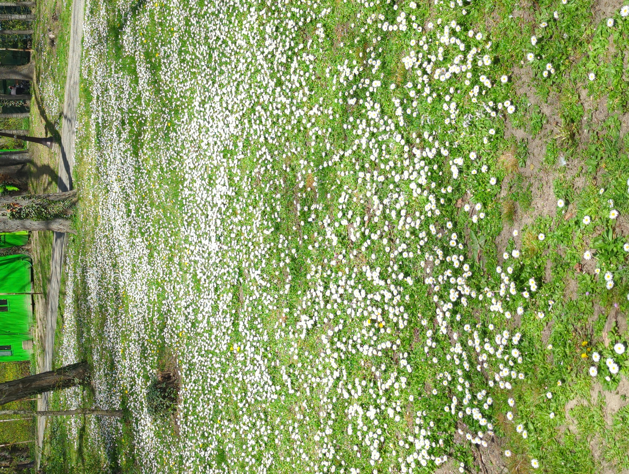 A large meadow of white daisies, interspersed with green grass and a few yellow flowers, stretches out under bright sunlight. In the background, there is a green building with windows and trees. A sidewalk and a road border the left side of the image. This scene is likely within a park or green space in Varna, Bulgaria, given the presence of the building, trees, meadow, sidewalk, and road, which are common features in such urban environments. There is no discernible activity or interaction between objects or people in the immediate vicinity.