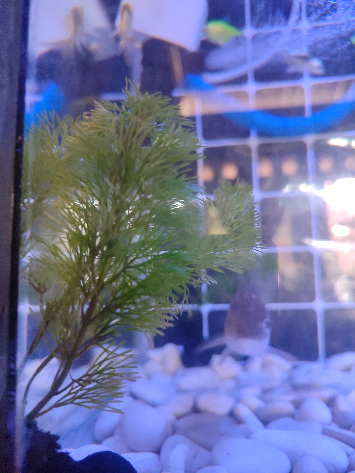 A fish tank with white gravel at the bottom is visible. A green artificial plant is in the foreground, partially obscuring a light brown fish. In the background, a white grid structure is present, and some blurry objects, possibly other fish or decorations, are visible. The scene is lit, and the reflections on the glass are noticeable. This image was taken in Gantungan, Indonesia.