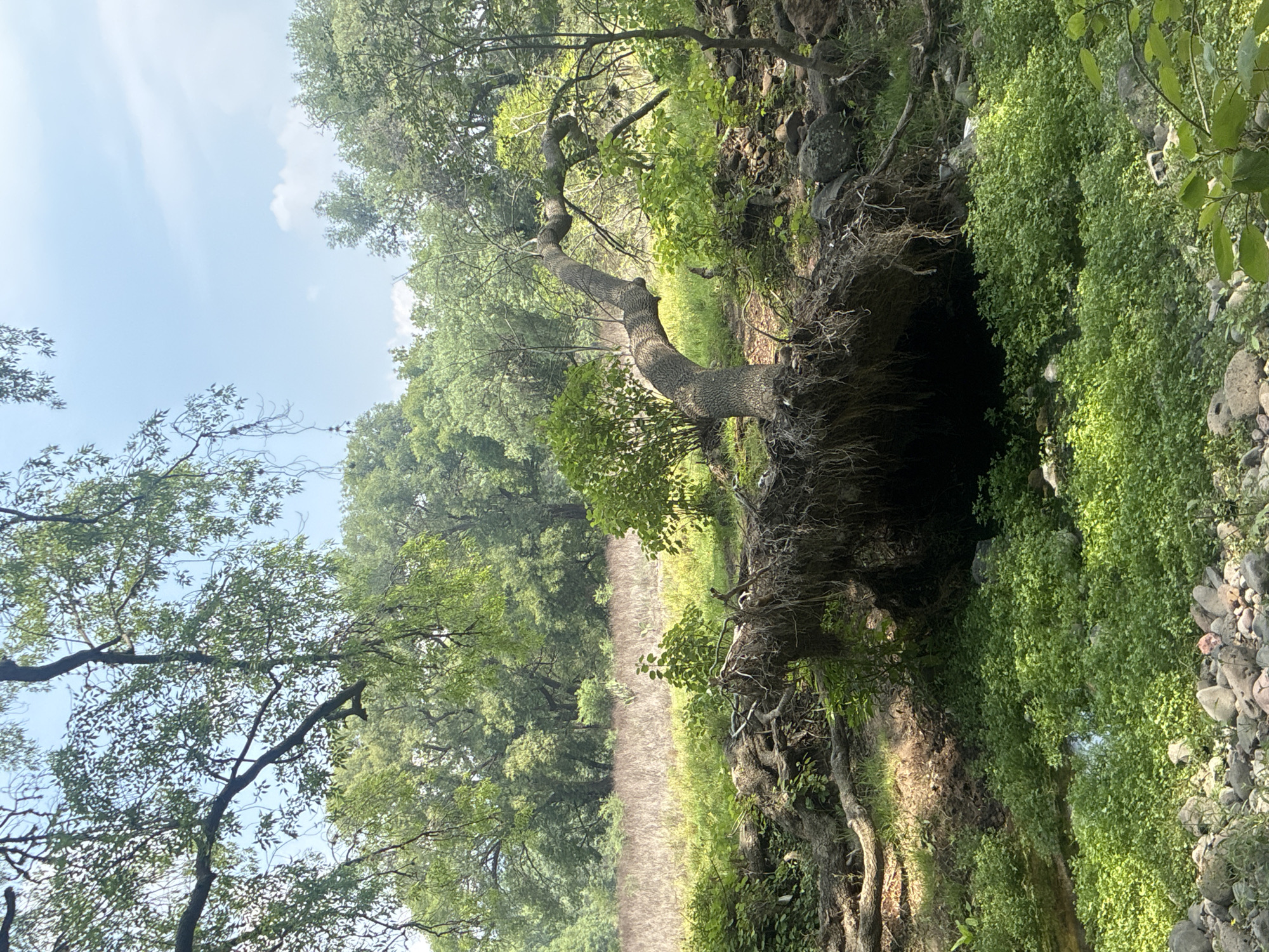The image shows a natural scene in Santiago Tlautla, Mexico. A tree lies horizontally with its roots exposed, forming a small cave-like opening. Lush green vegetation covers the surrounding area, and a clear sky is visible above the trees. The ground appears to be rocky and covered in pebbles. A path or clearing is visible through the trees in the distance.