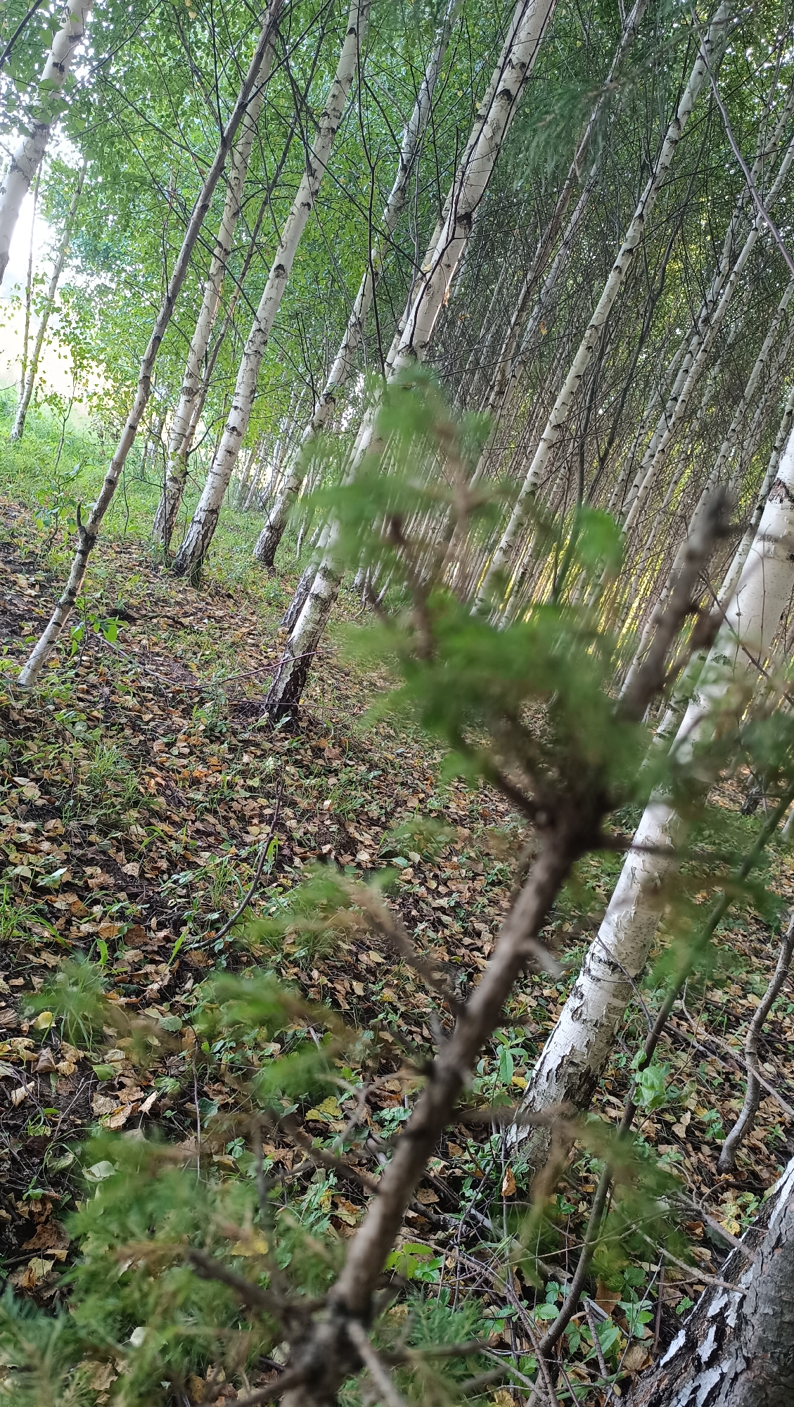 The image depicts a dense birch forest with a sloped ground covered in fallen leaves and green vegetation. The trees are slender with white bark and dark markings. The foreground is blurred, showing a close-up of a branch with green needles, suggesting a coniferous plant intertwined with the deciduous trees. The lighting is diffused, indicating an overcast day or late afternoon. There are no people or animals visible in the scene. The environment suggests a natural, uncultivated area. The image does not provide any visual cues that would allow for the specific location within the city of Karsha, Russia.