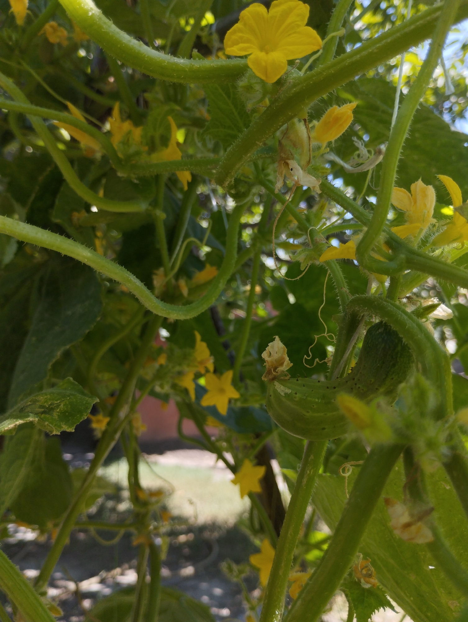 The image shows a close-up of a cucumber plant with several yellow flowers and developing cucumbers. The plant is lush and green, with thick, fuzzy vines and leaves. The background is blurred, but appears to be an outdoor setting with sunlight filtering through the leaves. There is no indication of the specific location within the city of Гроздь, Kyrgyzstan.