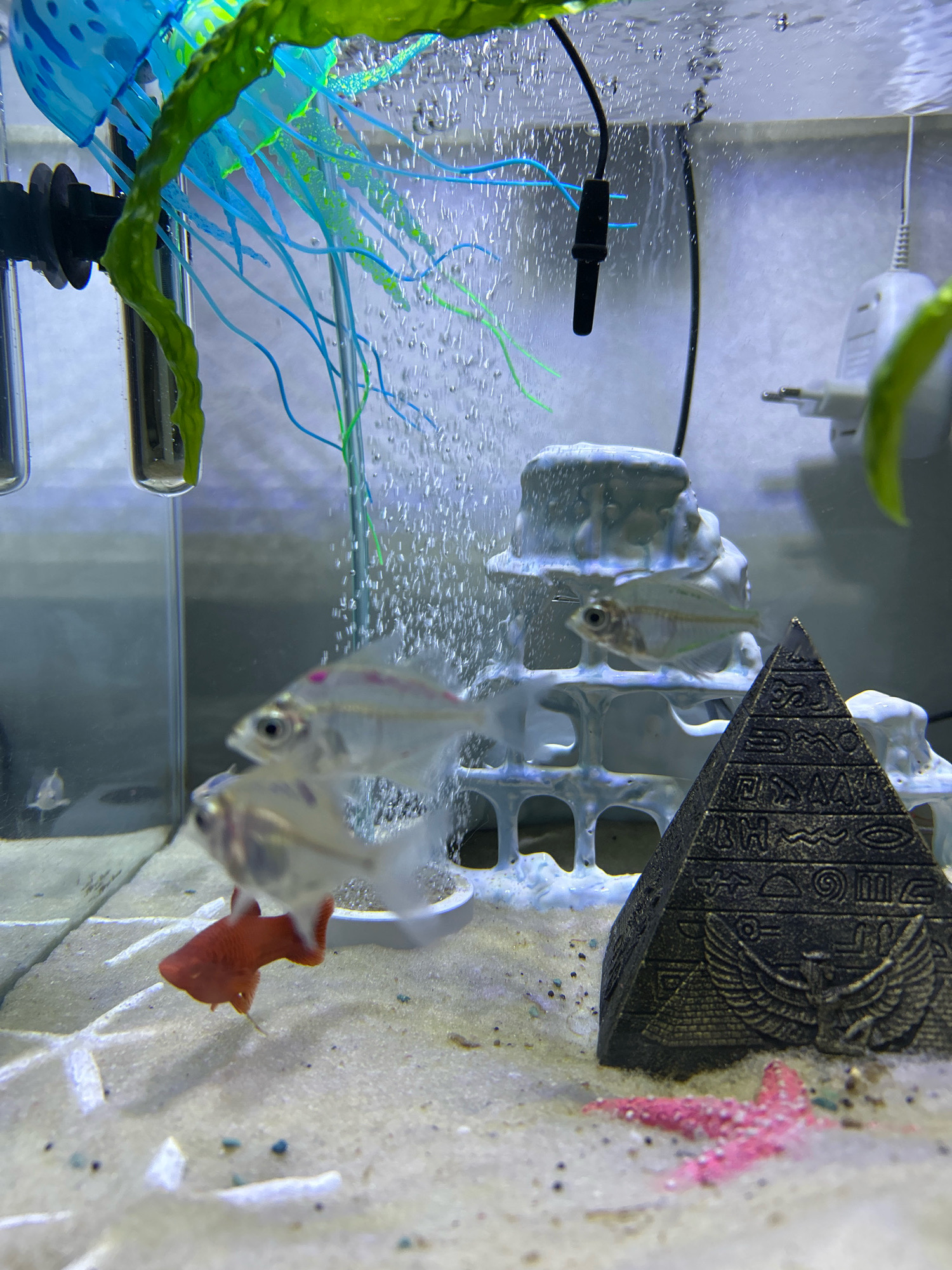 A freshwater aquarium contains a small school of fish, including a bright red fish and several clear, translucent fish with pink markings. The aquarium is decorated with a blue and green jellyfish ornament, a white tiered rock structure, and a dark, Egyptian-themed pyramid. Bubbles are rising from an air stone, creating a foamy effect. The substrate is light-colored sand with a few small, dark pebbles and some white decorative elements. A pink starfish ornament is visible on the sand near the pyramid. The lighting appears to be artificial, casting a cool tone on the scene. There is no information available to determine the location in the city of Grozny, Russia.