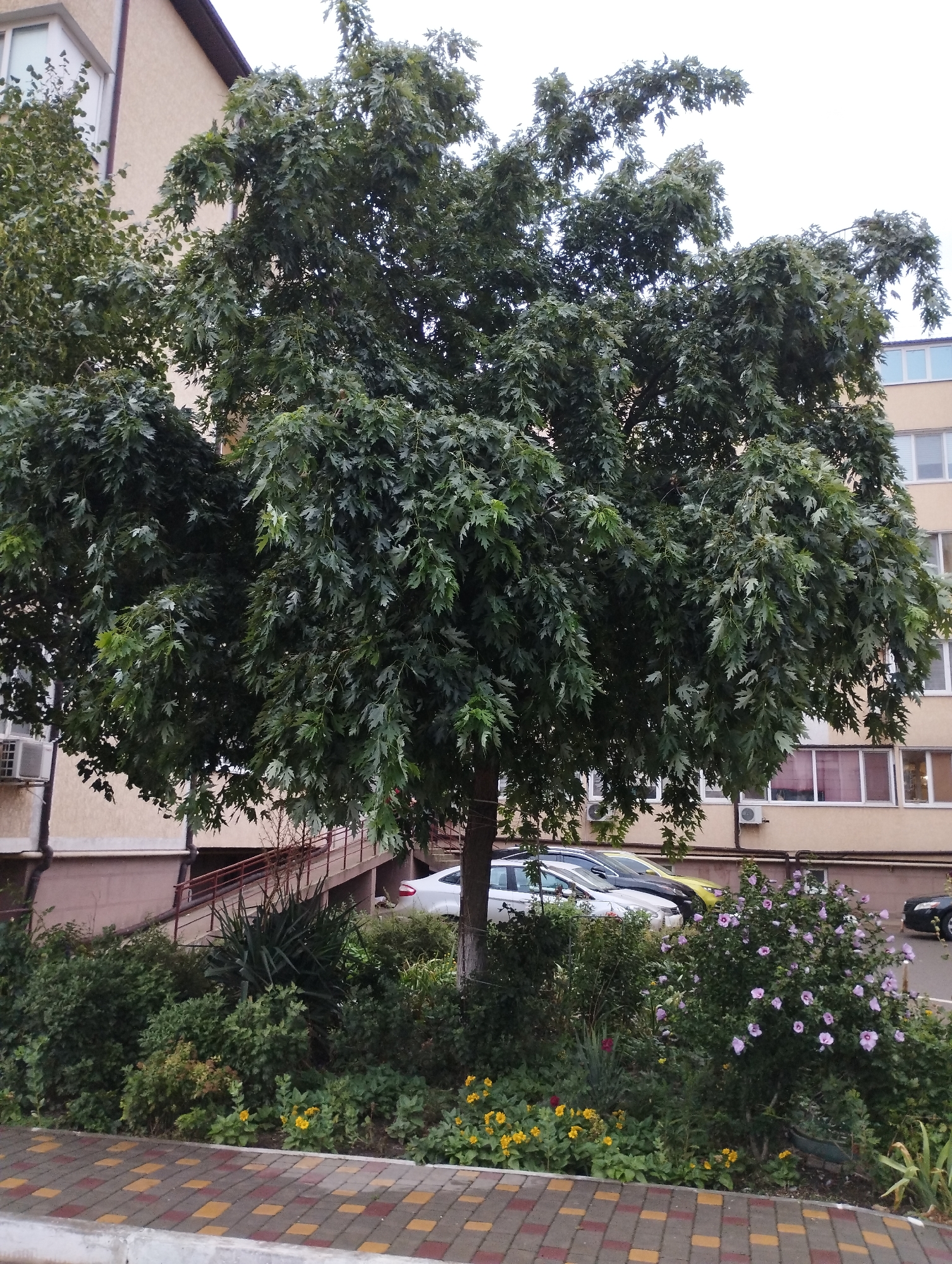 The image shows a large, leafy tree in front of a multi-story building. The building is light brown with several windows and air conditioning units visible. There are cars parked in front of the building, and a walkway made of interlocking bricks. A flower bed with pink and yellow flowers is located between the walkway and the building. The scene appears to be a residential area. The location is Velykodolynske, Ukraine.