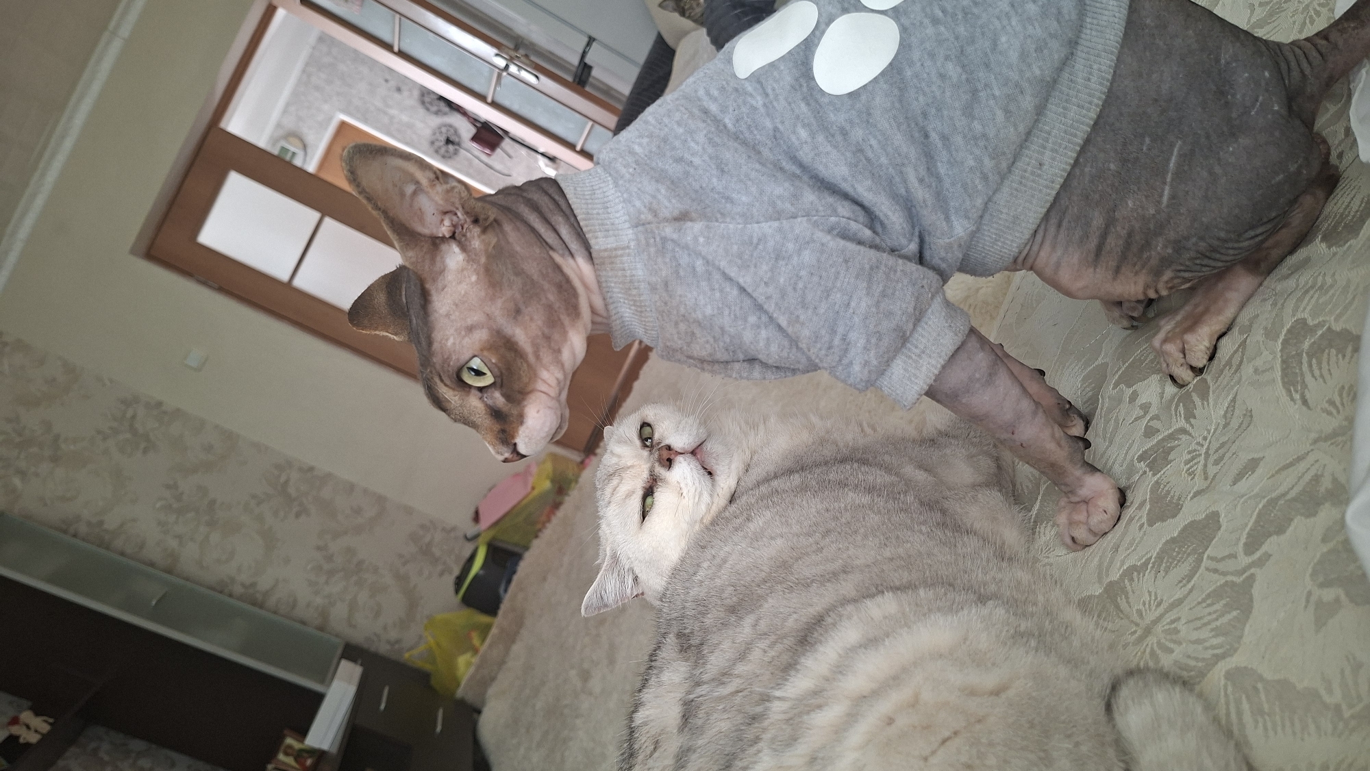 Two cats are on a textured light-colored surface. In the foreground on the right is a hairless cat wearing a light gray sweatshirt with white paw prints. The cat is facing left, looking at a fluffy, light gray cat on the left. The fluffy cat is lying down and looking at the hairless cat with a slightly grumpy expression. The background shows a room with floral wallpaper, a dresser, and a door. The image appears to be taken indoors, likely in a residential setting in Myadzyel, Belarus.