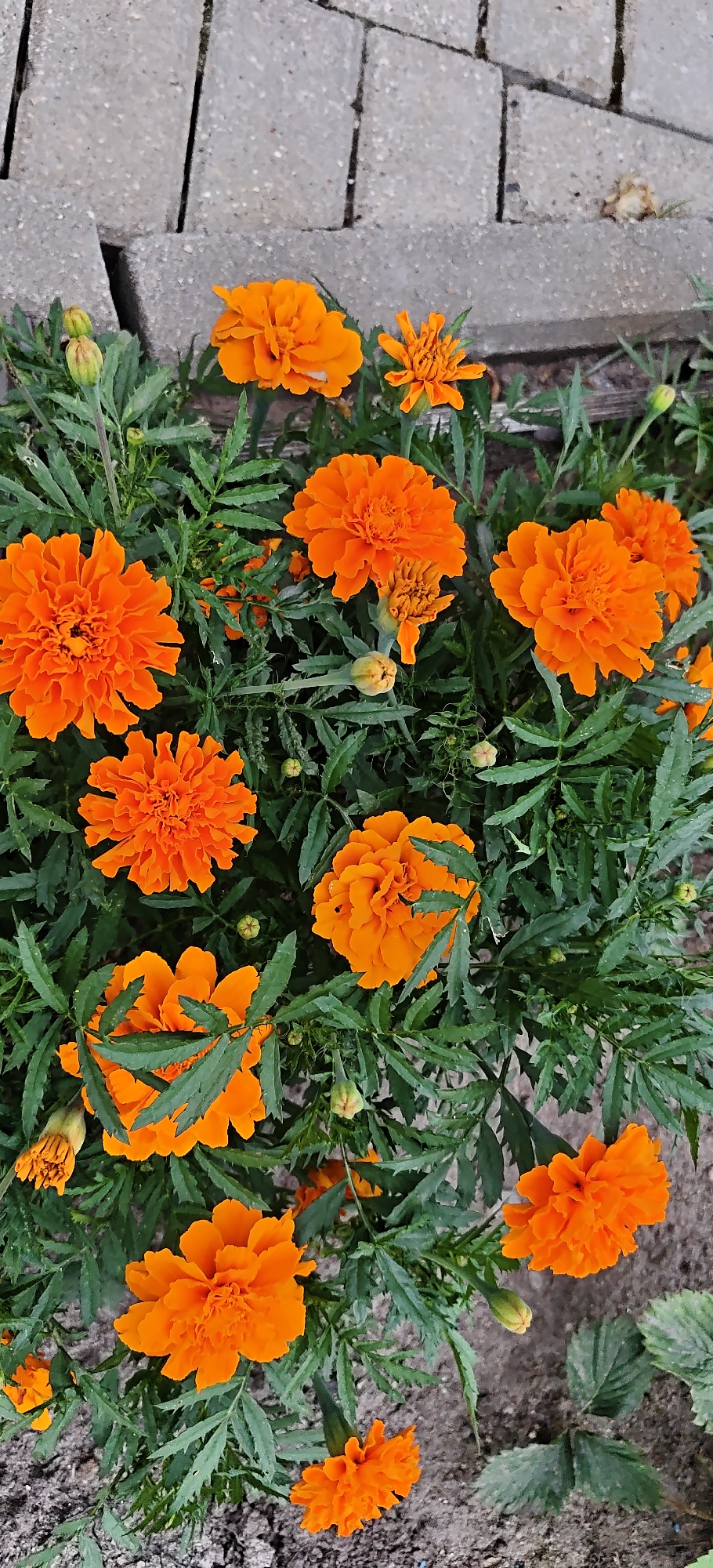 An overhead, eye-level, full-shot photograph captures a patch of vibrant orange marigolds growing next to a gray concrete paver walkway. The marigolds are in various stages of bloom, with some fully open and others still budding. Their rich orange petals are ruffled and layered, creating a full, textured appearance. Deep green, feathery leaves surround the flowers, adding a lush backdrop. The walkway, made of interlocking rectangular pavers, is visible in the upper left corner, with some dirt and debris scattered between the stones. The ground beneath the flowers is a mix of dark soil and small pebbles. The lighting is even, suggesting it's daytime. No people are present in the image.