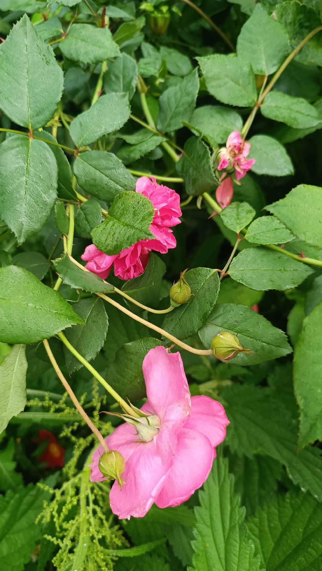 A close-up, slightly elevated, eye-level shot captures a cluster of pink roses and their buds amidst lush green foliage. The roses, some fully bloomed and others in bud, are positioned at various points within the frame, with a prominent, fully open pink rose in the lower right quadrant. Its petals are slightly unfurled, revealing the stamen. Surrounding the roses are numerous green leaves, some appearing wet, suggesting recent rain or dew. Rosebuds, small and green, are visible scattered among the leaves, indicating ongoing growth. The background is filled with a dense arrangement of green leaves and stems, with hints of other plants and possibly a blurred red element in the lower left. The overall lighting suggests an overcast day or a shaded environment. The scene appears to be a garden or natural outdoor setting, typical of a park or residential area in a city like Karsha, Russia. No people or animals are present.