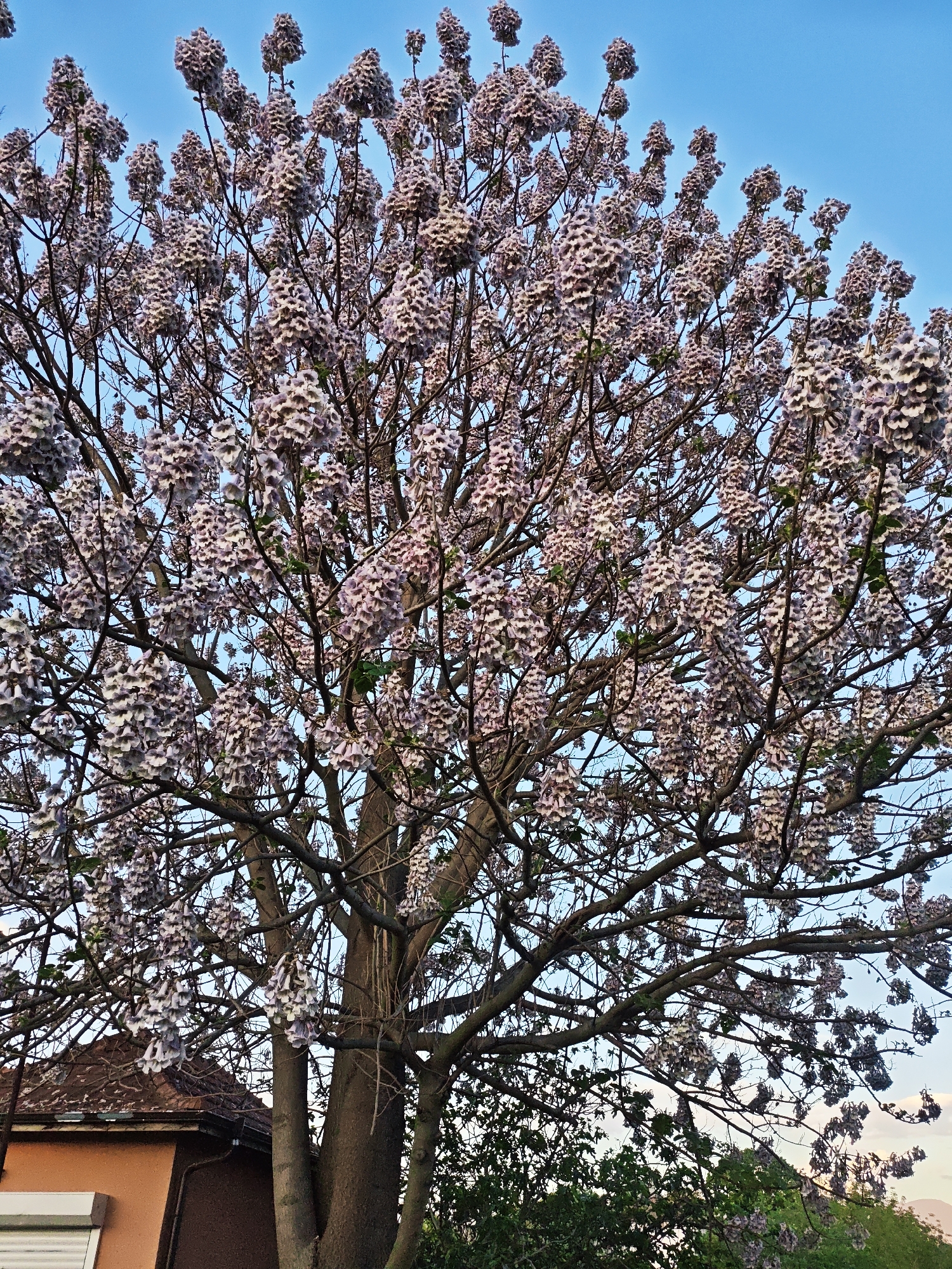 A vibrant outdoor scene features a large tree in full bloom, its branches heavily laden with clusters of light purple and white flowers. The intricate network of dark, bare branches dominates the central and upper parts of the image, set against a clear blue sky. The bell-shaped flowers appear before the leaves, characteristic of early spring.
In the bottom left quadrant, a segment of a house is visible, distinguished by an orange-brown wall and a dark, reddish-brown tiled roof. Below the roof, a white horizontal fixture, possibly part of a window or shutter, can be seen. To the right of the house, beneath the tree's lower branches, there is a dense patch of green foliage, likely from bushes or smaller plants.
The sky transitions from a rich, deep blue at the top to a lighter, softer hue towards the horizon, suggesting late afternoon or early evening light. The absence of clouds indicates fair weather. The overall impression is one of natural beauty and tranquility in a residential or garden setting. No visible text is present in the image.