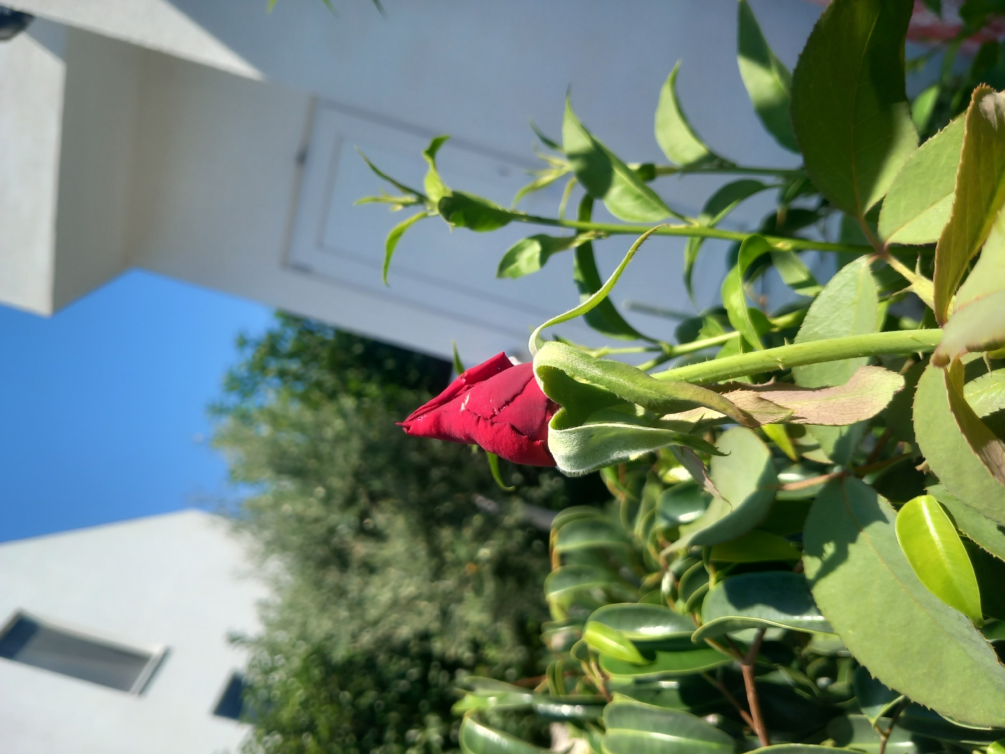 The image captures a close-up of a vibrant red rose bud, partially unfurled, set against a backdrop of greenery and modern white architecture under a clear blue sky. The rose bud, with its velvety petals, is the clear focal point, positioned in the lower-right quadrant of the frame. Its stem is lined with sharp thorns, and its sepals, covered in fine hairs, cradle the emerging bloom. Surrounding the rose are numerous lush green leaves, some catching the sunlight and reflecting a glossy sheen, while others are cast in shadow.
In the background, a minimalist white building with a sharp angle dominates the upper portion of the image. A narrow, rectangular window is visible on the left side of the building. To the right, another section of the white building is seen, featuring a white door. Between the rose and the building, the dappled sunlight illuminates a dense olive tree with its characteristic silvery-green foliage.
The scene appears to be set in a sun-drenched garden or courtyard, likely part of a residential or commercial property. The overall impression is one of tranquility and natural beauty juxtaposed with contemporary design. The clear, bright sky suggests a warm, pleasant day. Given the information about the location, this scene could be found in a garden area within the town of Άγιος Νεκτάριος, Greece, a region known for its Mediterranean climate and flora. There are no people or animals present in the image.