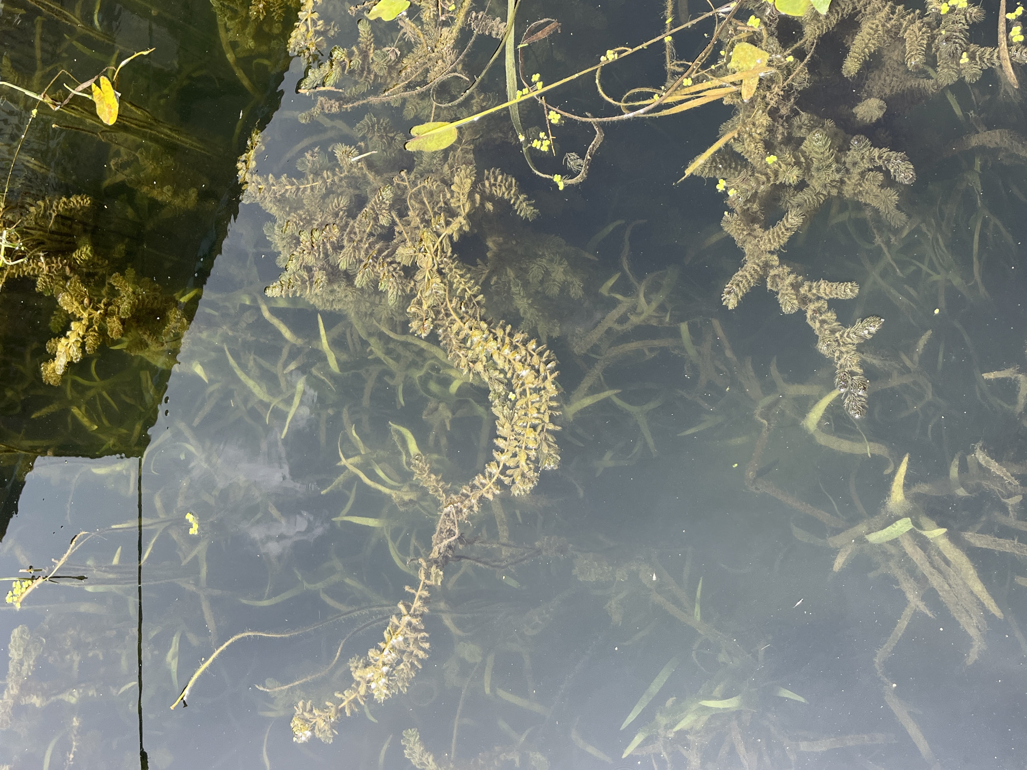 The image shows a close-up view of aquatic vegetation submerged in dark water. The plants are green and brown, with some appearing feathery or bushy. There are also some small yellow flowers floating on the surface and attached to stems. The water is murky, and the reflection of the sky and surrounding greenery is visible on the surface. The scene appears to be a natural pond or slow-moving body of water, possibly in a park or garden. No people or animals are visible in the image. The location is identified as Joinville-le-Pont, France.