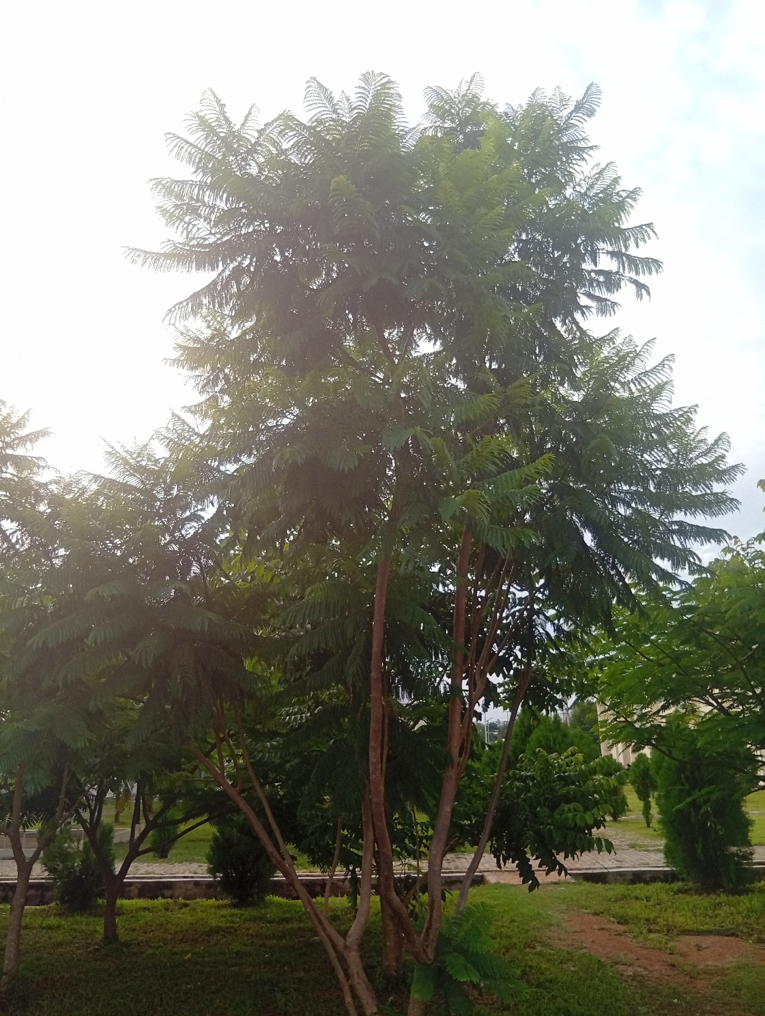 A full-frame, eye-level, outdoor, vertical shot shows a tall tree with dense, feathery green leaves and brown, multi-trunked branches. The tree is in focus and dominates the center of the frame. The leaves are arranged in compound structures, with numerous small leaflets creating a wispy texture. Sunlight filters through the canopy from the upper left, causing some overexposure in that area and highlighting the delicate structure of the leaves.
In the background, several other trees and bushes are visible, with varying shades of green foliage. Some of these appear to be evergreen, with a more conical shape. A paved walkway or path is discernible, leading through a grassy area with scattered patches of dirt. In the far background, there are hints of buildings with light-colored facades and a cloudy sky. The overall setting appears to be a park or a landscaped area within a city, likely in a region with a temperate or subtropical climate. The time of day is likely late morning or early afternoon, given the bright but diffused light.