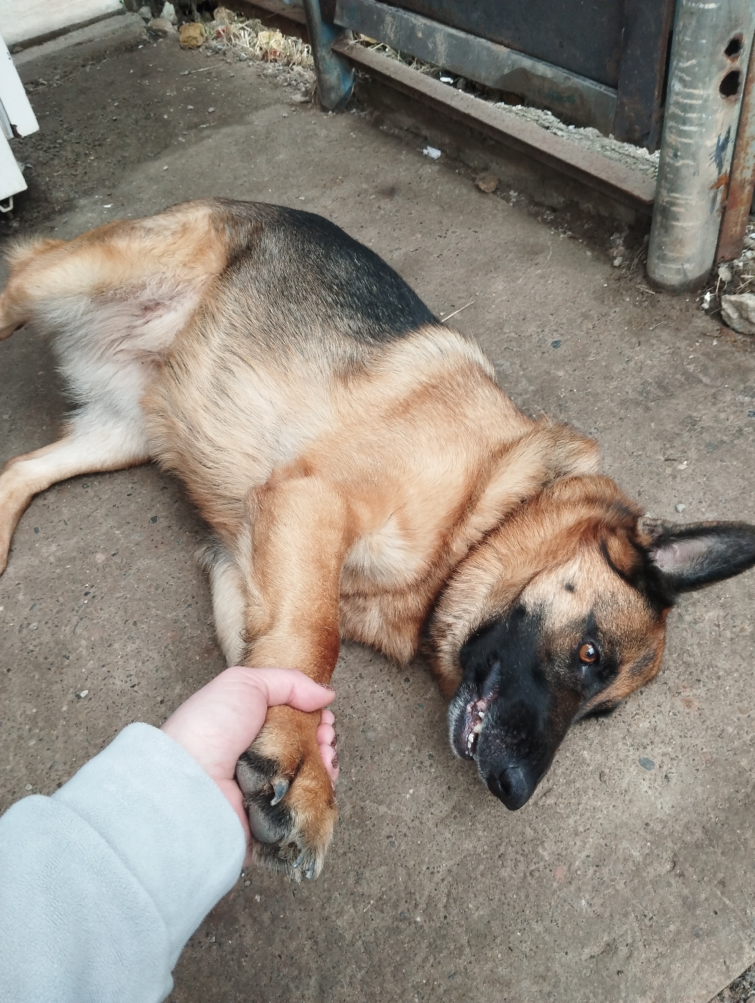 A tan and black German Shepherd dog lies on its side on a concrete surface. A person wearing a light grey long-sleeved sweatshirt is holding the dog's paw. The dog's head is turned, and its mouth is slightly open. A metal structure is visible in the background. The location is not specified and cannot be ascertained from the image.