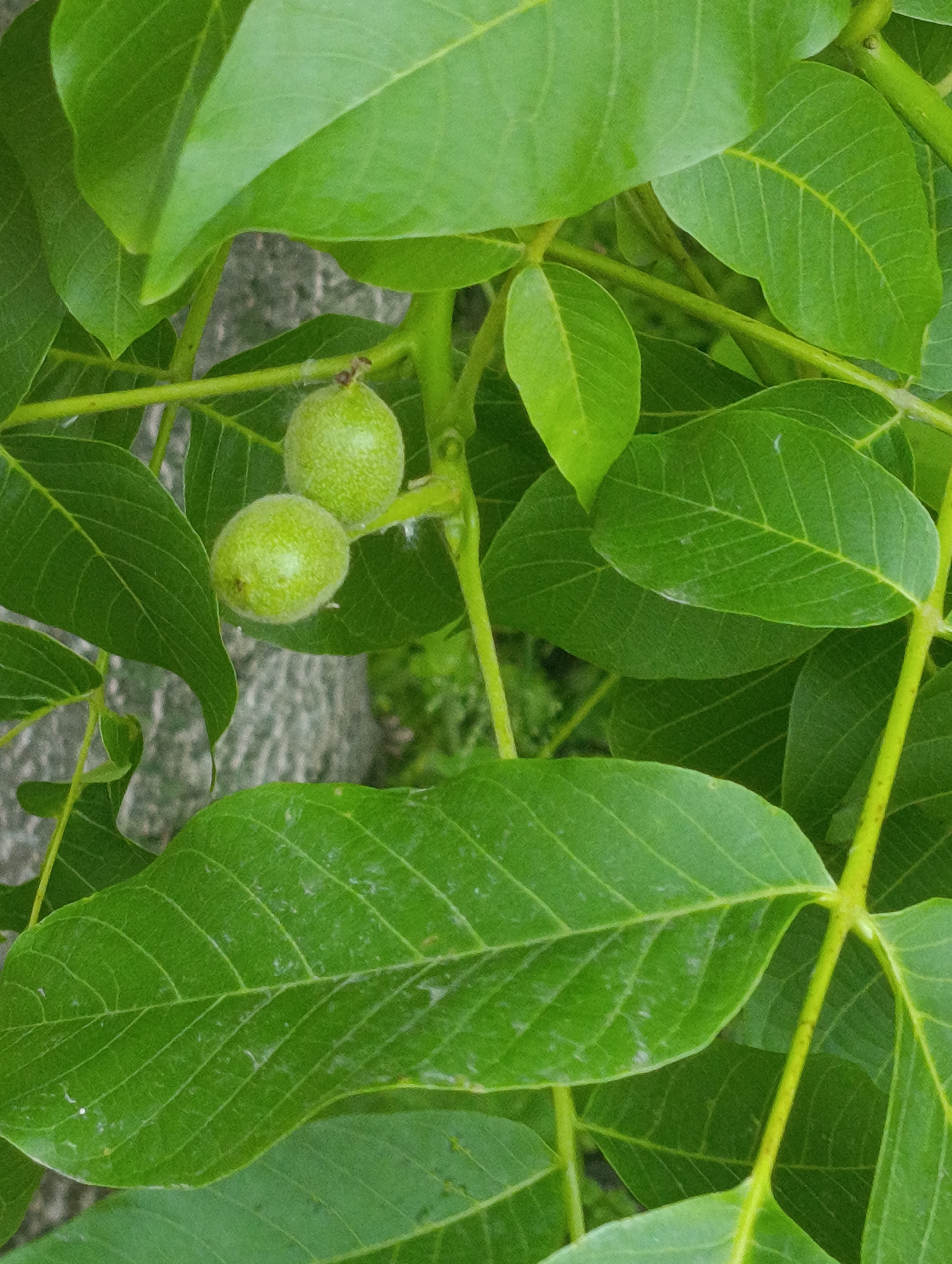 The image presents a close-up, outdoor view of two developing green fruits, consistent with young walnuts, surrounded by rich green foliage. The fruits are ovoid to spherical, approximately 2-3 cm in diameter, and exhibit a light green, slightly textured surface. They are attached to a slender, light green stem that branches into a network of larger stems supporting numerous compound leaves. These leaves are ovate-lanceolate, a vibrant dark green, and display prominent pinnate venation. The background is softly blurred, revealing indistinct mottled gray and muted green tones, suggesting distant structures or vegetation. This scene is located in the city of Chernihiv, Ukraine.