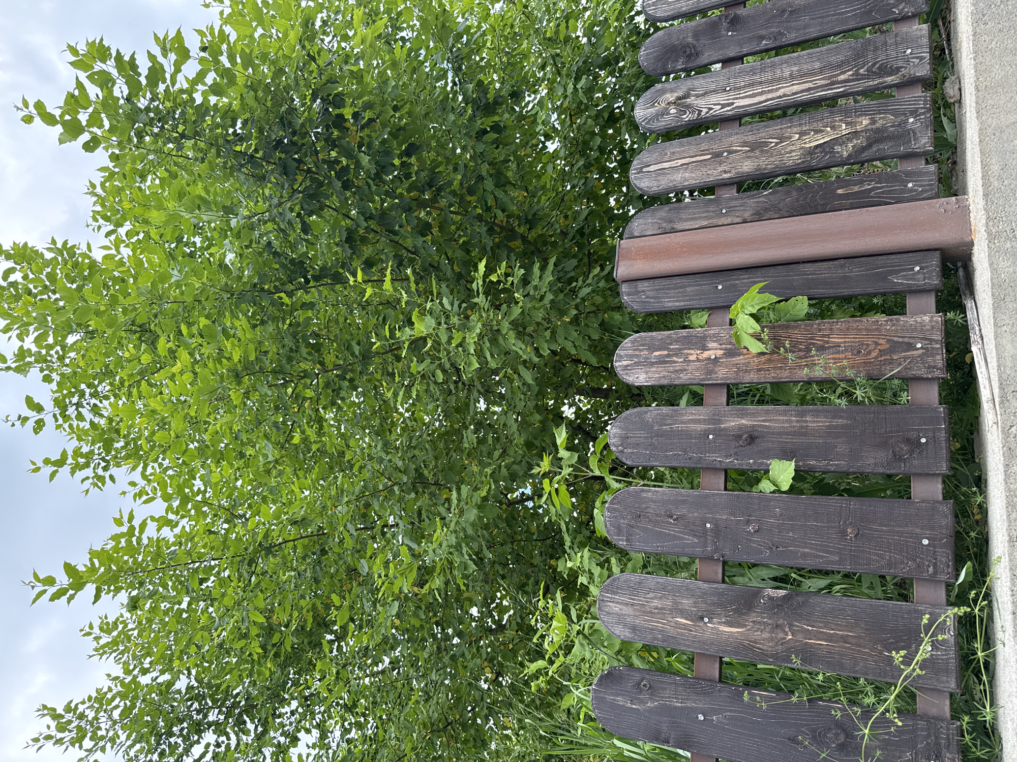 The image shows a wooden fence in front of a large green tree with a cloudy sky in the background. The fence is made of dark-colored vertical wooden planks with rounded tops, supported by metal bars. There is some greenery and vegetation growing around and behind the fence. The scene appears to be an outdoor residential area. The location is identified as Soloneshnoye, Russia.