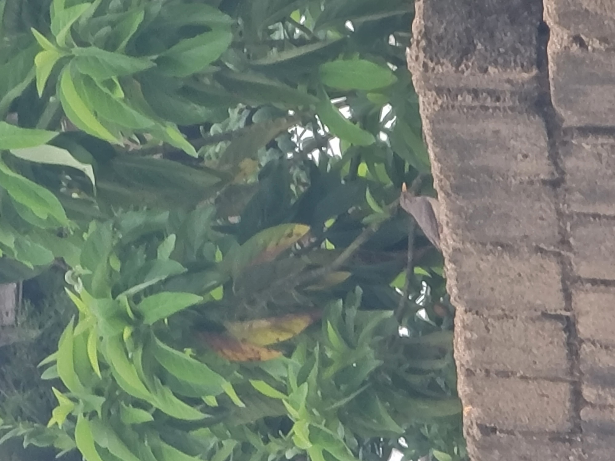 A gray bird with a yellow beak perches on a rough, gray brick wall. Behind the wall, lush green leaves of a tree fill the frame, with some leaves appearing yellow and brown. The image appears to be taken outdoors, possibly in a garden or natural setting. The scene is undated and no specific location in Jos, Nigeria, is identifiable.