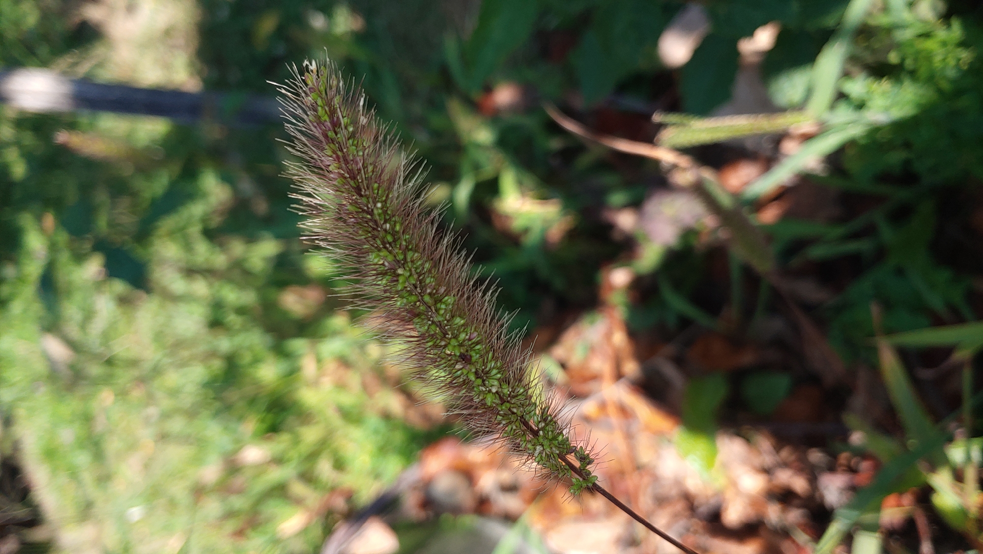 A close-up, slightly angled, outdoor shot focuses on a single foxtail weed with green seed heads and reddish-brown bristles. The weed is positioned in the foreground, extending from the bottom left towards the top right of the frame. The background is a soft blur of green foliage and brown leaf litter, suggesting a natural or park-like setting. A vertical dark pole or tree trunk is visible in the upper right quadrant, out of focus. The lighting indicates a sunny day, casting dappled shadows on the ground. No people or specific structures within the city of Mukachevo, Ukraine, are identifiable in this image.