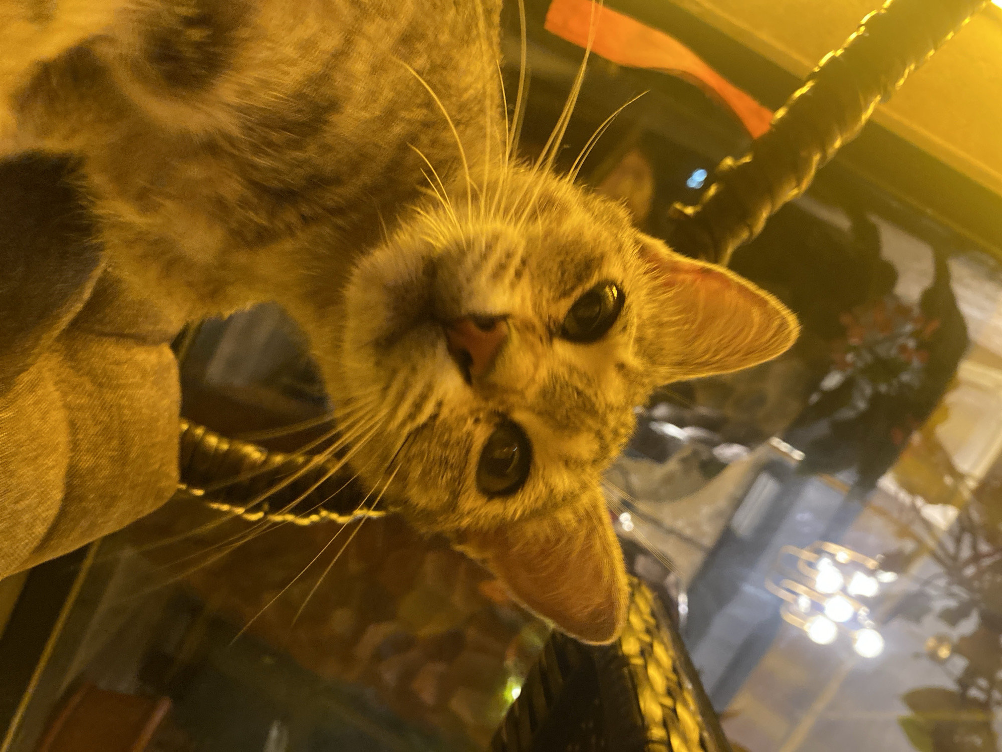 A close-up, low-angle shot features the face of a tabby cat illuminated by warm, yellow artificial light. The cat's fur appears to be a mix of grey and brown stripes, with a lighter patch on its chest. Its eyes are dark and alert, and its whiskers are long and prominent. The cat is positioned in the foreground, with its head tilted slightly forward.
The background is out of focus and displays a dimly lit interior. Visible elements include what appears to be a chandelier or light fixture with multiple bulbs, possibly reflecting in a glass surface. There are also hints of greenery and darker, textured surfaces, suggesting a restaurant or indoor seating area. A thick, dark, rope-like object is present on the left side of the frame, and a strip of orange material is draped over it.
The scene does not contain any specific visual cues that place it in Derbent, Russia, or any other identifiable city. The description is limited to the observable elements within the image.
