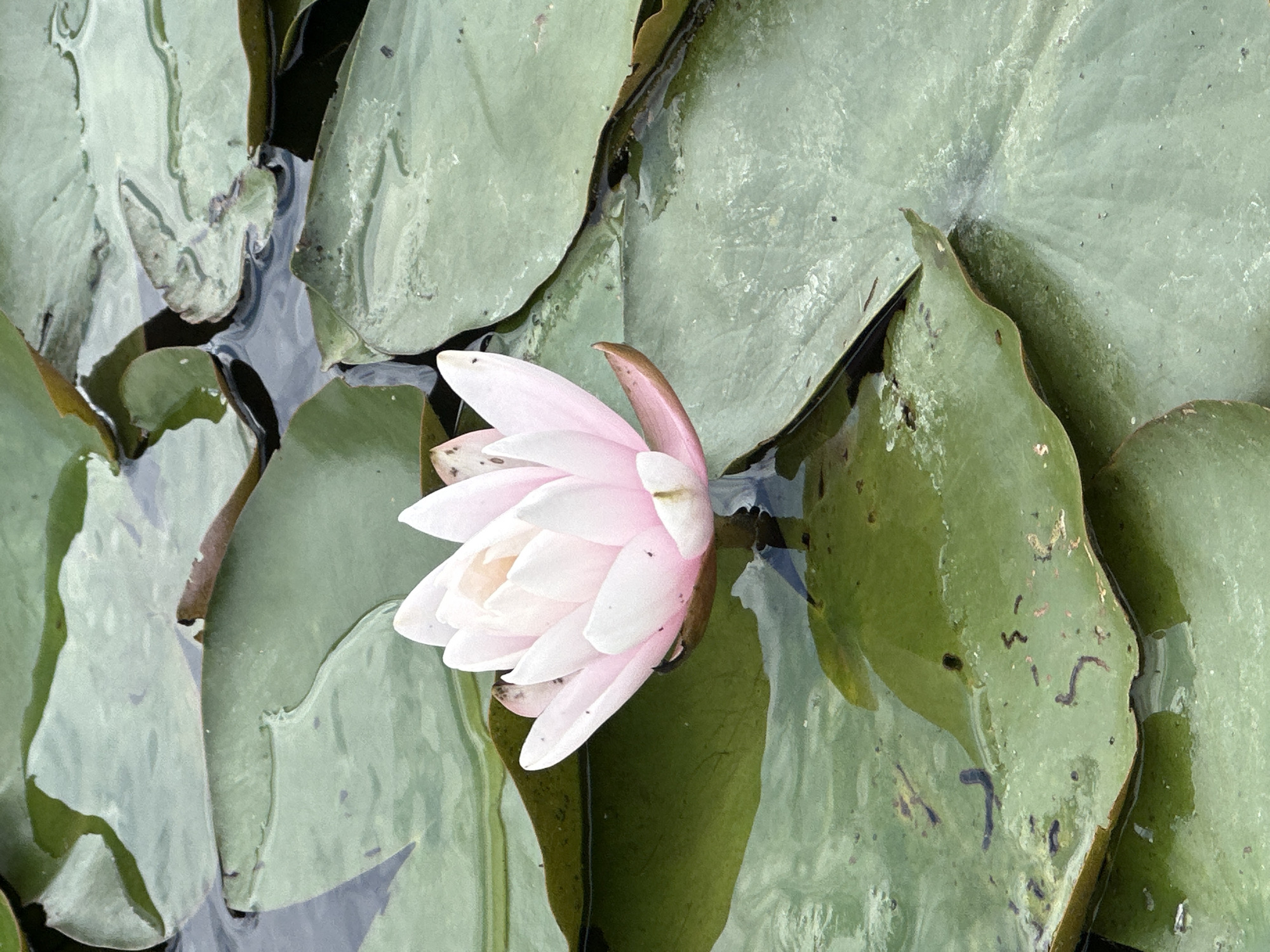 A pale pink water lily blossom with multiple layers of petals floats on a body of water amongst large, flat green lily pads. The water is dark and reflective, with ripples visible on the surface. The lily pads are varied in size and shape, with some submerged and others partially floating. The scene is an outdoor environment, likely a pond or lake, with no discernable man-made structures or individuals present. The lighting is overcast, creating a soft, diffused illumination. The image does not provide specific details to indicate its location within the city of Vilnius, Lithuania.