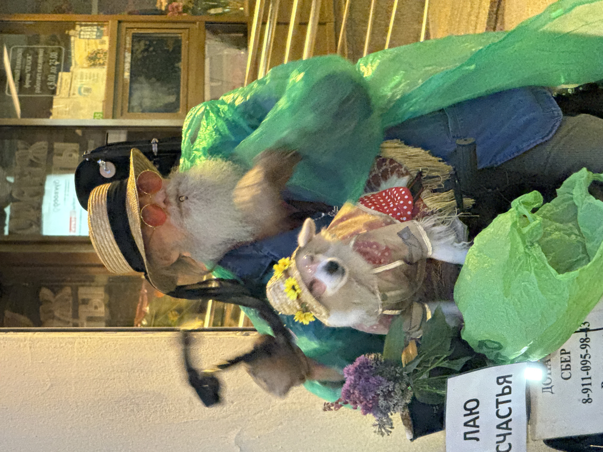 In Saint Petersburg, Russia, a man with a long white beard, wearing a straw hat and round orange sunglasses, is seen with a small dog. The man is dressed in a green translucent poncho and a denim jacket. The dog is wearing a straw hat adorned with yellow flowers and a decorative outfit with red polka dots. They are situated near a building with a store window displaying signage, and a white sign with Russian text reading "ЛАЮ СЧАСТЬЯ" (I bark happiness) is visible in the foreground. Below this, there is another sign with text that appears to be donation information, including "СБЕР" (Sberbank, a Russian bank) and a phone number. The scene appears to be outdoors, possibly on a street or sidewalk.