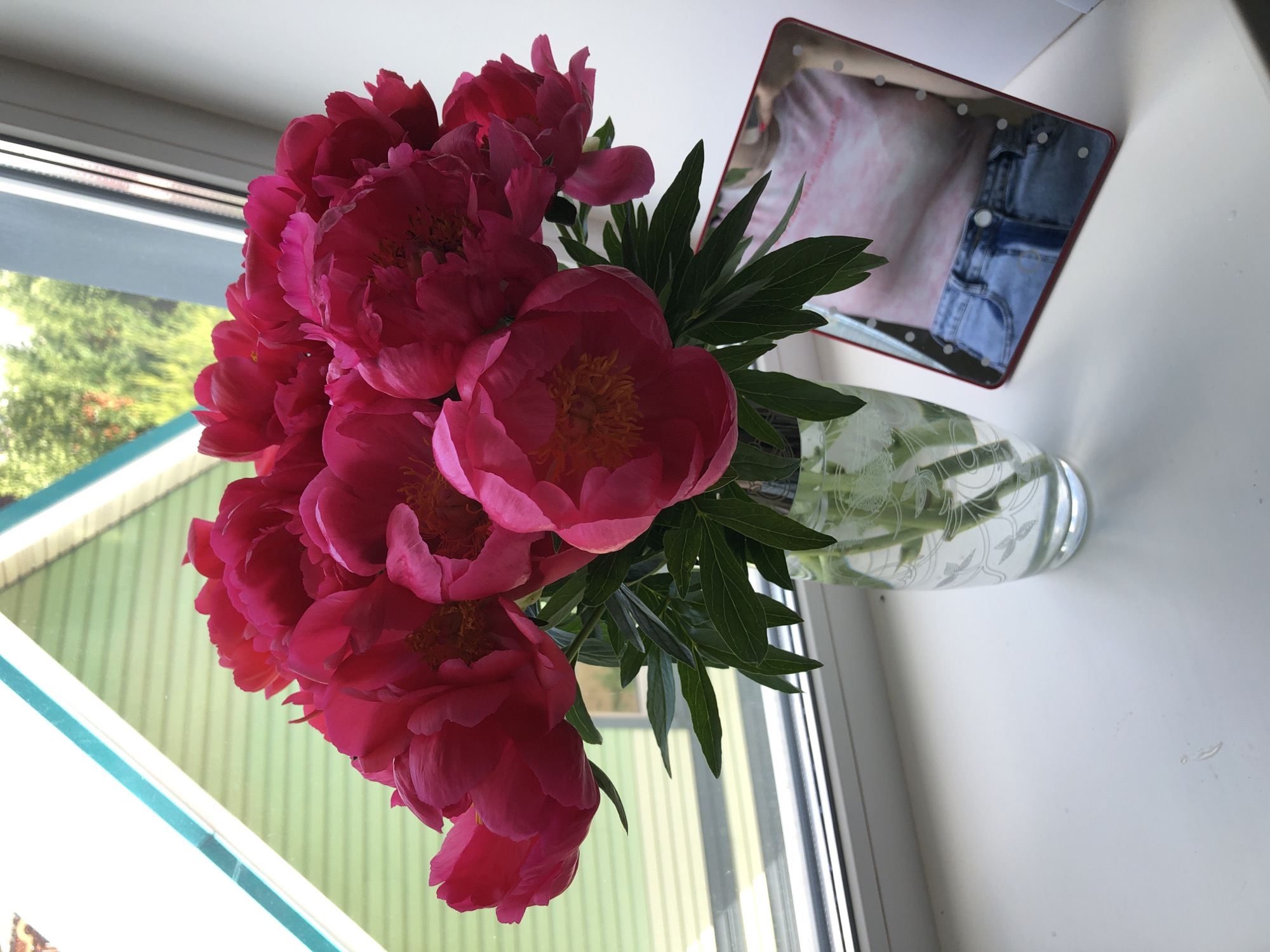 A close-up, still life photograph is presented, showcasing a vibrant bouquet of deep pink peonies in a clear, etched glass vase. The vase rests on a white windowsill. Behind the flowers, a window reveals a view of a green, horizontally-slatted structure, possibly a shed or a house with siding, against a backdrop of lush green trees and foliage. Sunlight streams in from the window, illuminating the scene. To the right of the vase, a small, rectangular mirror with a red frame is propped up, reflecting the lower torso of a person wearing a pink tie-dye t-shirt and blue jeans. The mirror also shows the bouquet of peonies and the window. The overall impression is a bright, natural setting, likely a home, with a focus on the beauty of the flowers and a hint of human presence through the reflection. The location is identified as Noviy, Russia.