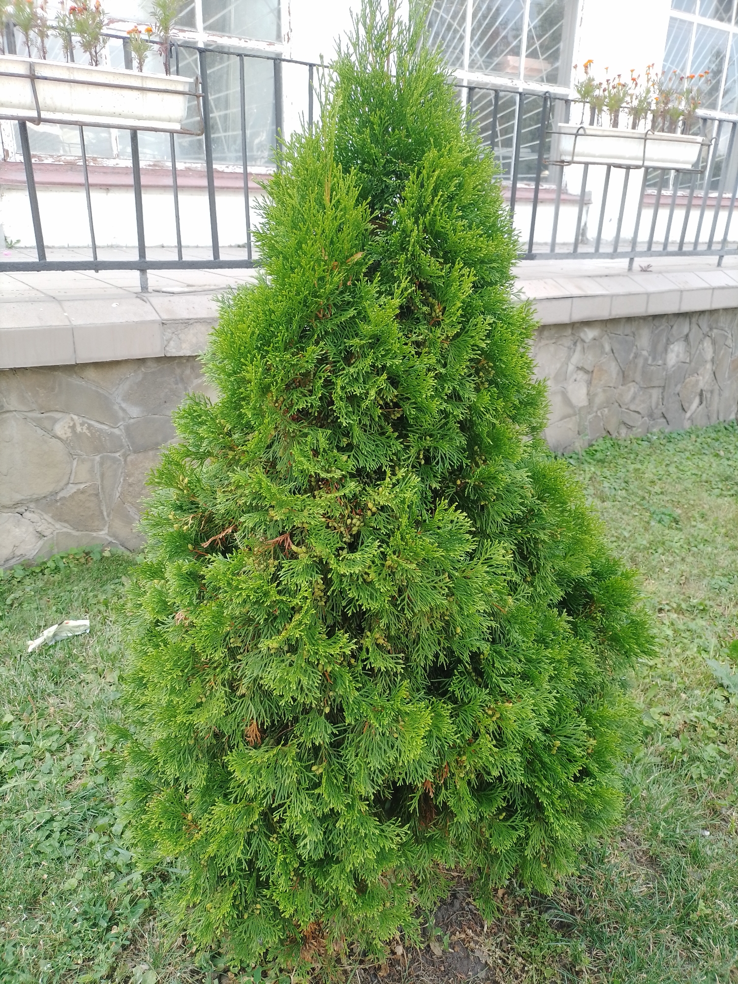 A trimmed, conical evergreen shrub, likely a Thuja, stands on a patch of grass in front of a low stone wall. Behind the wall, a black metal fence runs horizontally, with white planters containing small orange flowers mounted above it. A building with barred windows is visible in the background. The scene is outdoors, possibly in a park or residential area in Romodan, Ukraine. There are no people or animals in the image.
