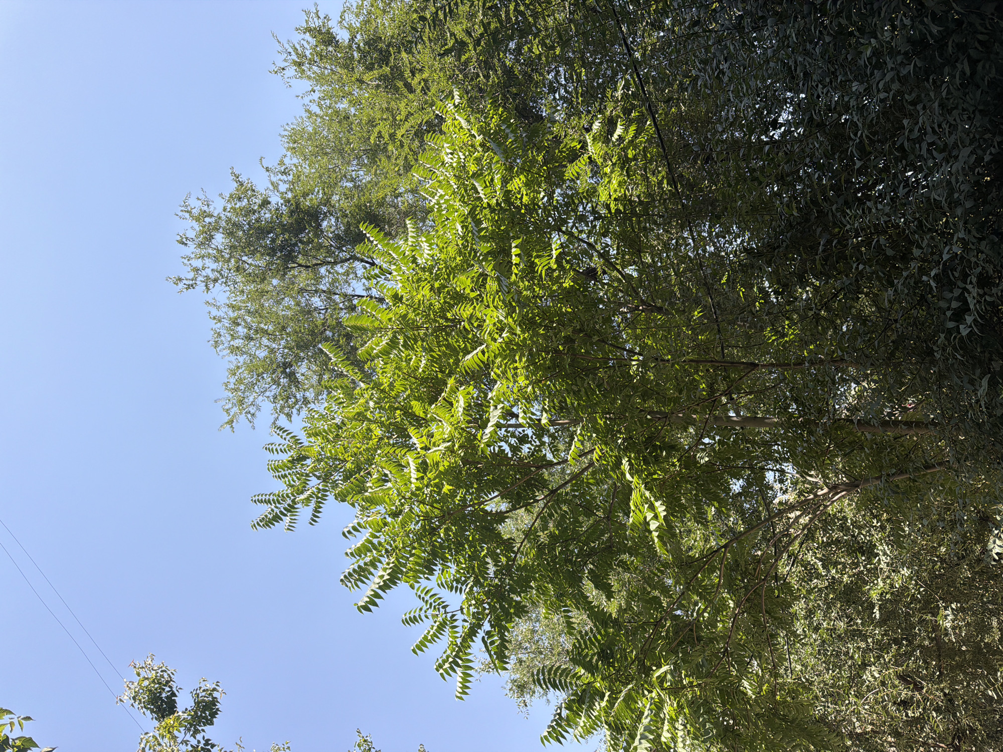 The image depicts a view looking upwards at a dense canopy of green trees against a clear blue sky. A thin black wire, possibly a power line, is visible stretching across the upper portion of the sky. The leaves of the trees are vibrant green and appear to be illuminated by sunlight, creating a dappled effect. The overall scene suggests an outdoor environment within a city, likely a park or residential area with mature trees. No people or specific landmarks that would indicate the city of Shymkent, Kazakhstan are identifiable in the image.