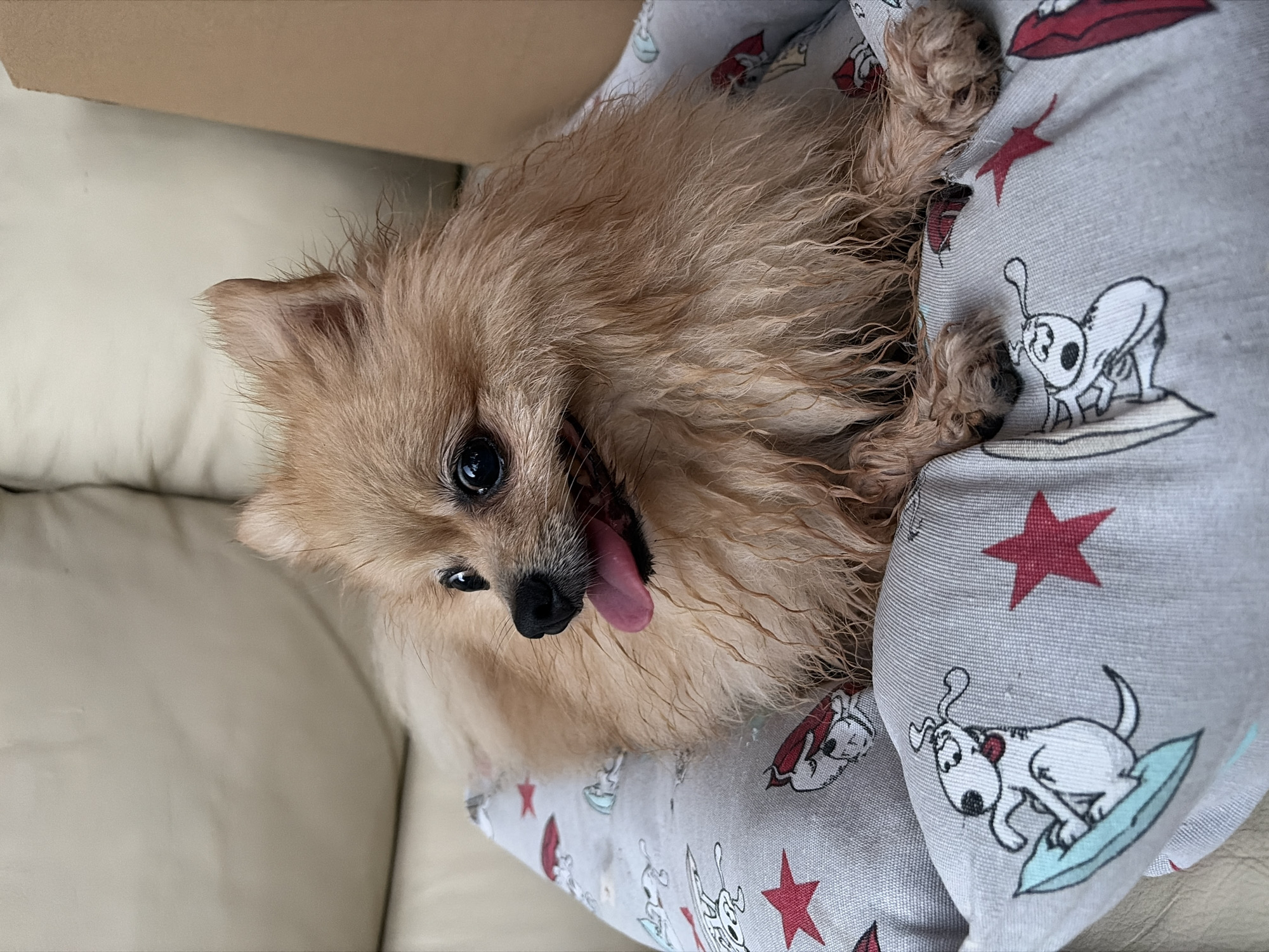 A Pomeranian dog with light brown fur lies on a gray pillow with a pattern of cartoon dogs and red stars. The dog is looking to the left, with its tongue hanging out. The pillow is on a light-colored sofa. The background is blurred, with a hint of a wooden object on the right. The image does not contain any information about the city of Orihuela, Spain.