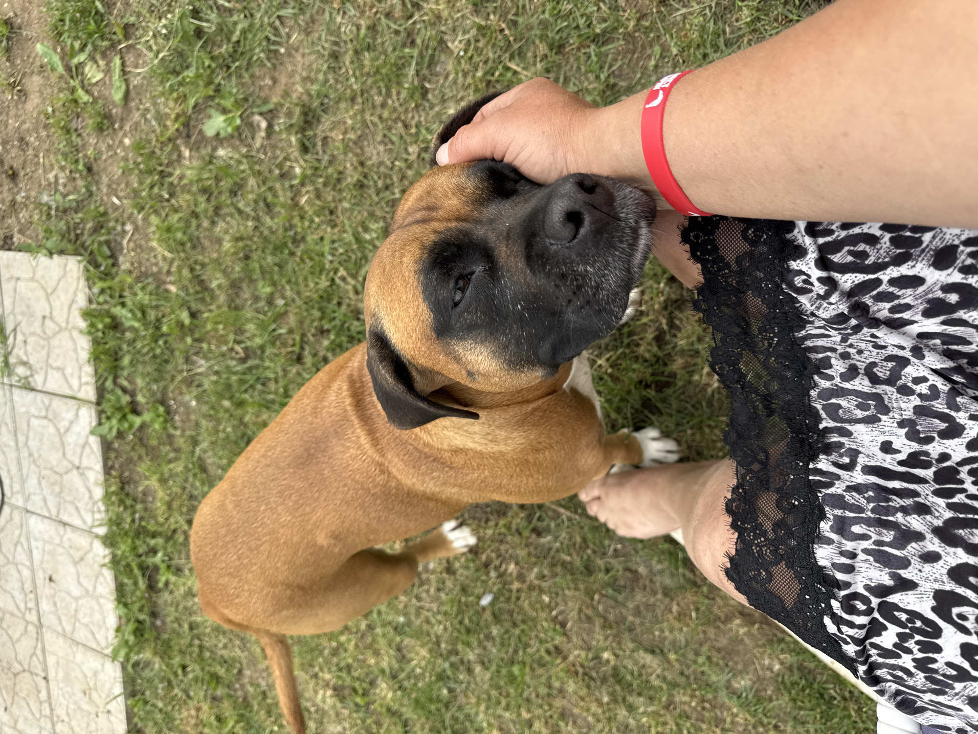 In Chaikovsky, Russia, an American Staffordshire Terrier mix with a tan coat and black facial markings is being petted by a person whose arm, adorned with a red wristband, rests against the dog's head. The person is also wearing a leopard-print dress with black lace trim. They are outdoors on a grassy area adjacent to a tiled walkway. The dog is looking down, resting its head on the person's arm, while the person's bare feet are visible in the foreground.