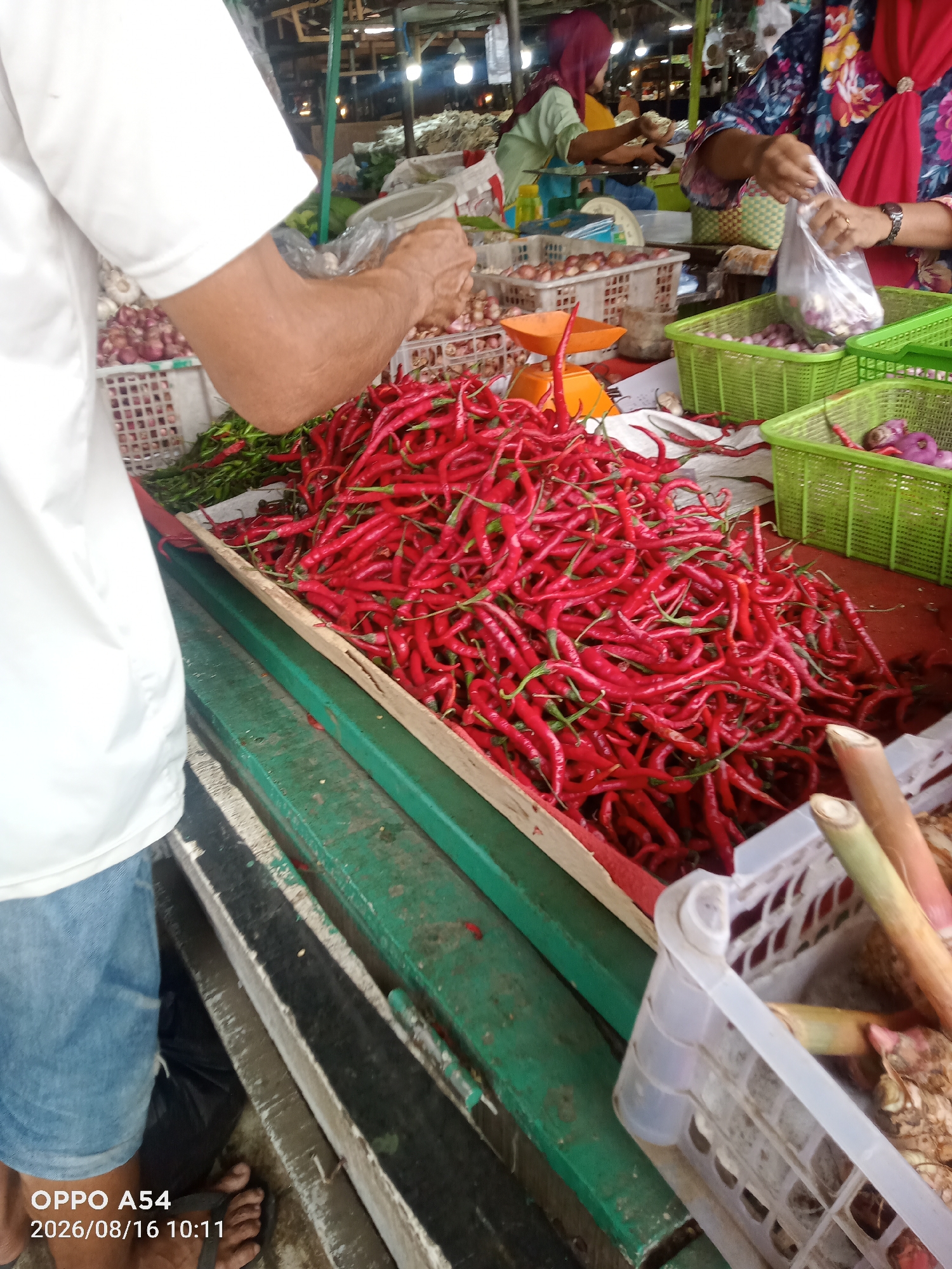 The image depicts a bustling market scene, likely in Jambi, Indonesia, with a focus on the sale of fresh produce. In the foreground, a person wearing a white t-shirt and denim shorts stands to the left, partially obscuring a large pile of vibrant red chili peppers. The chilies are arranged in a wooden crate and spill over its edges. Behind the chilies, a green wooden counter runs horizontally, separating the foreground from the mid-ground.
In the mid-ground, several individuals are engaged in the market activities. A woman in a headscarf and a green top is visible behind a weighing scale, appearing to be serving a customer. To her right, another woman in a colorful floral shirt is bagging what appears to be onions, holding a clear plastic bag. Baskets filled with red onions are visible throughout this section of the market.
The background suggests the typical market environment with stalls, hanging lights, and other produce. A white plastic basket containing what look like ginger or galangal is situated in the lower right of the frame. The overall impression is one of a busy, open-air market environment, with a strong emphasis on the fresh produce being traded. The timestamp overlay at the bottom left indicates "OPPO A54 2026/08/16 10:11".