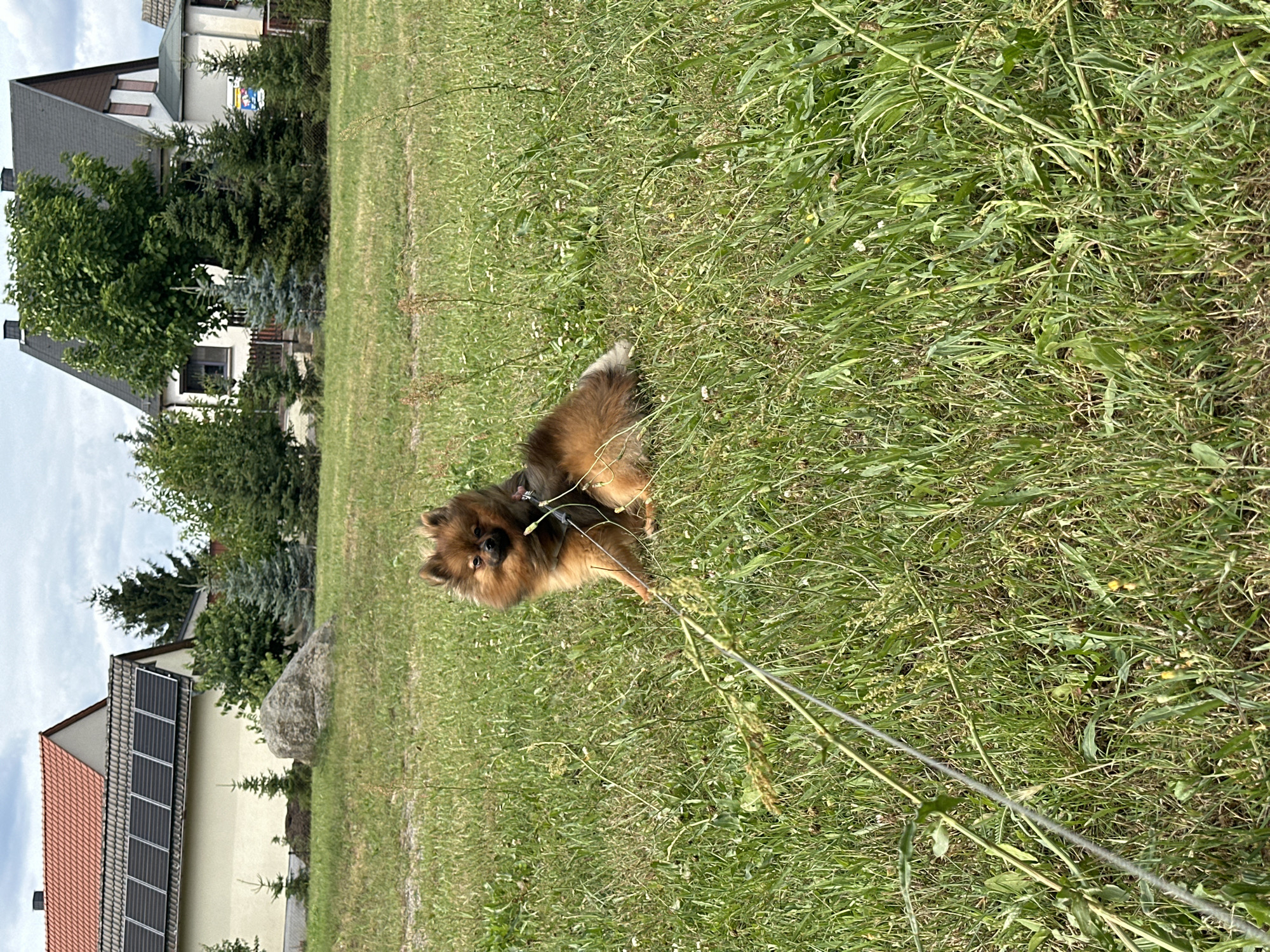 In Arzberg, Germany, a small, fluffy Pomeranian dog with reddish-brown fur sits attentively in a grassy field. The dog is wearing a harness and leash, with the leash extending diagonally across the foreground of the image. Behind the dog, a large boulder rests on the grass. In the background, two houses are visible. The house on the left is light-colored with a red tiled roof and solar panels installed on the south-facing slope. The house on the right is taller and darker, with a grey tiled roof and brown trim. Evergreen trees and deciduous trees are scattered around the houses, and a cloudy sky looms overhead.
