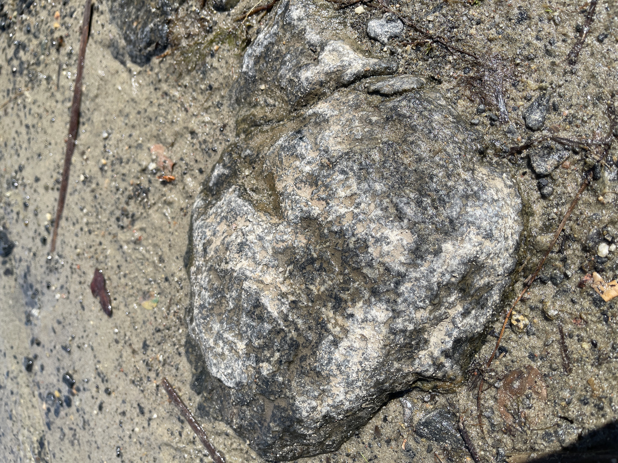 The image depicts a close-up, eye-level view of a wet, granular, and uneven surface, likely the shore of a body of water in Korosten, Ukraine. A large, gray, speckled rock dominates the foreground, its surface appearing damp and gritty, with visible darker flecks and lighter veins. The surrounding ground is a mixture of wet sand and small pebbles, with scattered pieces of dark organic matter, possibly decaying leaves or twigs. Tiny, reflective glints of light on the surface suggest a shallow film of water. In the background, the texture of the ground continues, with more scattered pebbles and organic debris. The lighting suggests a bright, possibly sunny day, casting subtle shadows and highlighting the wetness of the scene. No people or animals are visible.