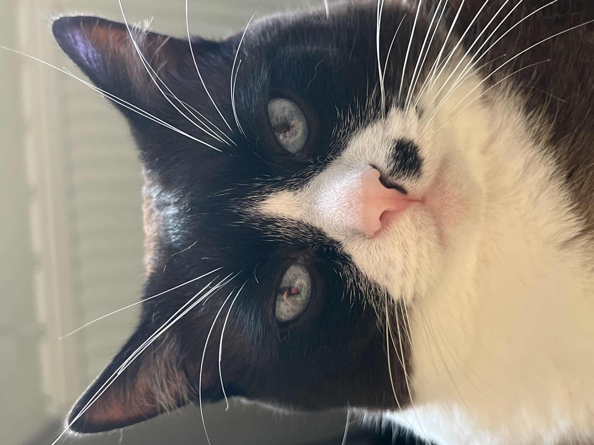 A close-up, head-on shot focuses on the face of a black and white cat. The cat's eyes are wide open and blue-green, with reflections of a light source visible in their pupils. Its nose is a light pink, with a small black spot on the right side. Long, white whiskers fan out from its muzzle. The cat has black fur on its ears and forehead, transitioning to white fur on its cheeks and chest. The background is a soft blur of neutral tones, suggesting an indoor environment. The image does not contain any identifiable locations within Noviy, Russia, or any people.