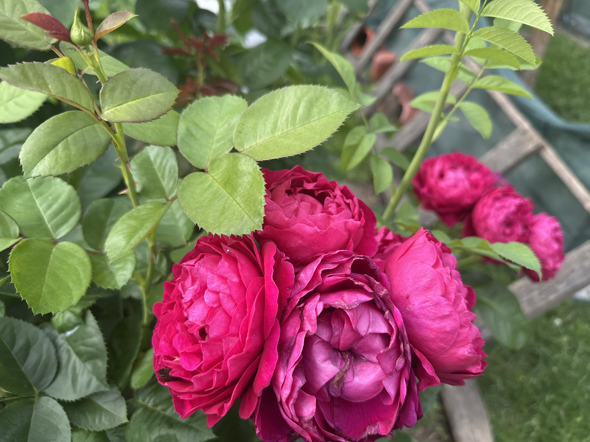 This is a close-up, eye-level shot of a cluster of vibrant pink roses. The roses are densely petaled and appear to be in full bloom, with some showing slightly wilting edges. They are surrounded by lush green rose leaves, some of which have a reddish tinge, and thorny stems. In the background, out of focus, a wooden garden trellis and a hint of green grass are visible, suggesting an outdoor garden setting. The lighting appears natural, indicating it's likely daytime, possibly overcast, given the diffused light. There are no people or text visible in the image. The overall impression is one of natural beauty and the peak of flowering season.
