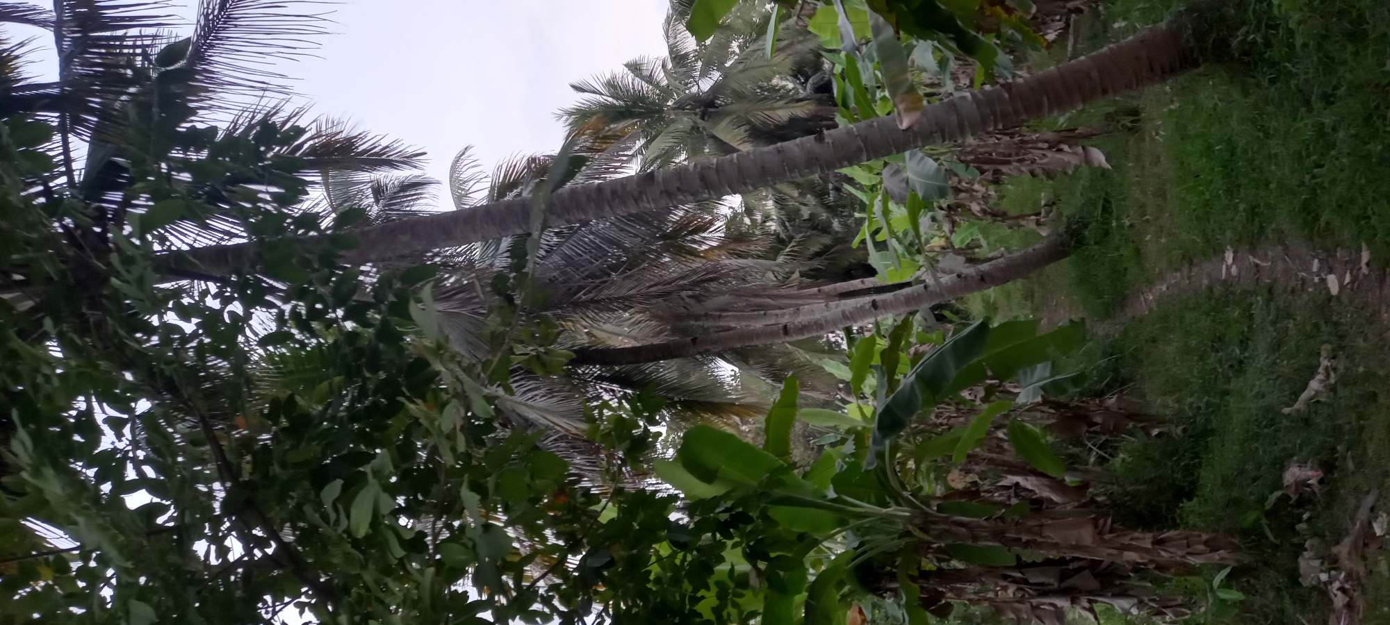 The image depicts a path winding through a grove of coconut and banana trees, with lush green foliage and dry leaves carpeting the ground. The scene suggests an outdoor environment, possibly a rural area or a garden, with tall, slender coconut trees dominating the background and a cluster of broad-leafed banana plants in the foreground. The lighting indicates it might be dusk or early morning, with a soft, diffused light casting subtle shadows. The path is narrow and appears to be made of dirt and small stones, suggesting it is a pedestrian walkway. The overall impression is one of a tranquil, natural setting.